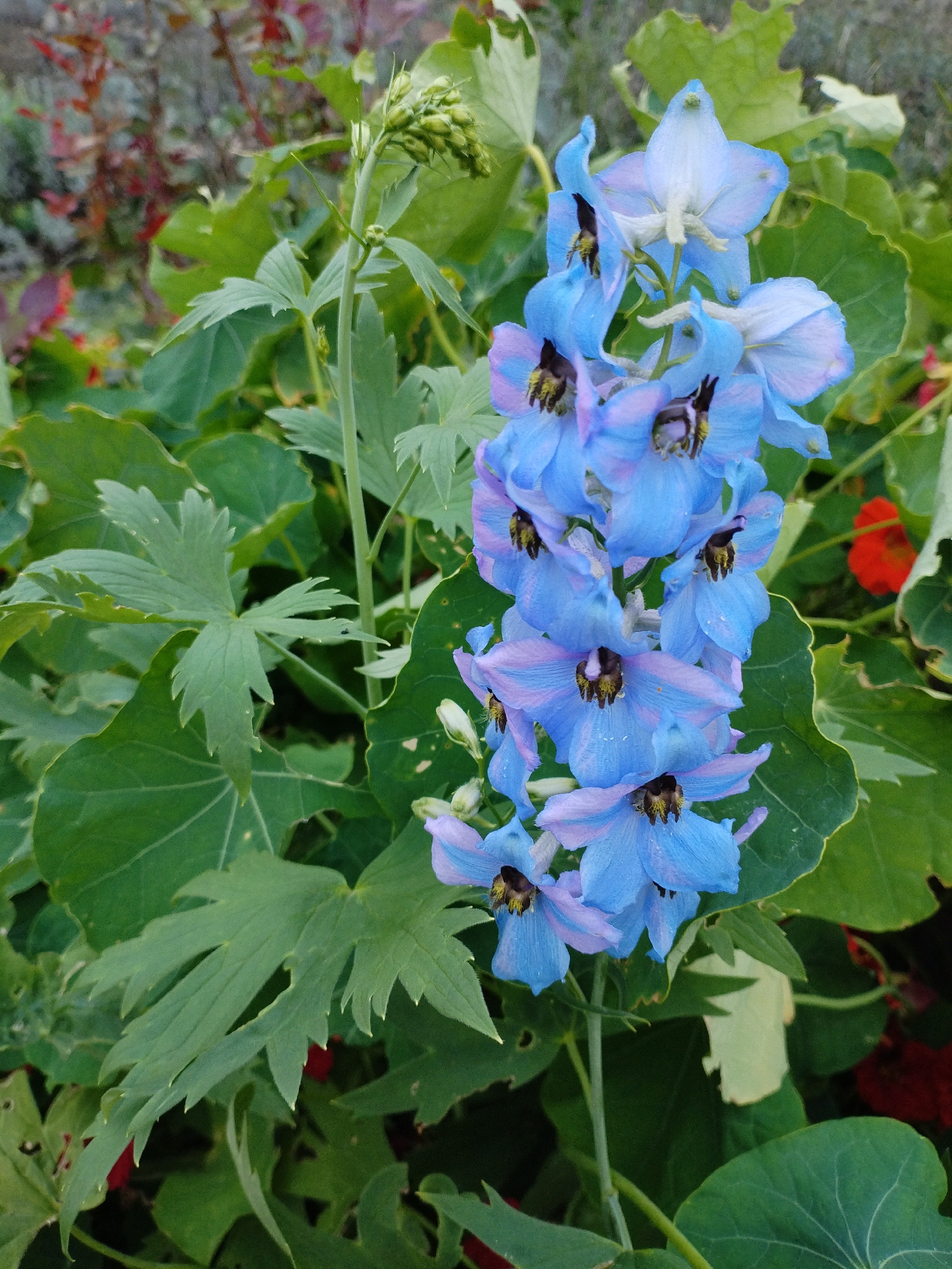 In Bialynichy, Belarus, a close-up, eye-level shot captures a blooming delphinium plant. The flower stalk features numerous delicate, sky-blue petals with subtle pink tinges and dark centers, clustered together at the top of a tall, slender stem. The vibrant blue flowers contrast with the deep green, lobed leaves of the plant, which are detailed and textured. In the background, out-of-focus elements include other green foliage and a hint of red, possibly another flower or plant, creating a natural garden setting. The lighting is soft, highlighting the intricate details of the delphinium's blossoms and leaves, suggesting a pleasant daytime scene.