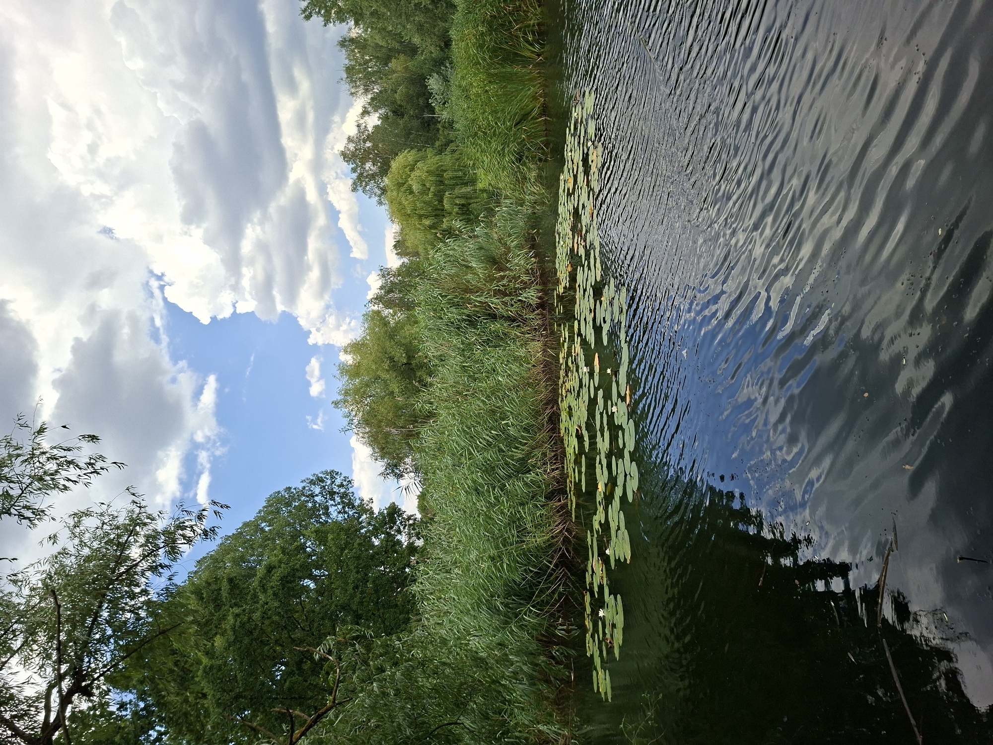 This image depicts a tranquil natural scene of a body of water bordered by lush vegetation under a partly cloudy sky. The foreground is dominated by dark, rippling water, reflecting the sky and surrounding foliage. Scattered across the water's surface are numerous lily pads, some with small white flowers. The middle ground features a dense wall of tall, green reeds and other aquatic plants. Beyond the reeds, a variety of trees form a verdant backdrop, with some taller trees on the left and a mix of deciduous trees on the right. The sky above is a vibrant blue with dramatic white and grey clouds. There are no people or animals visible in the image. The scene appears to be a natural wetland or riverbank, likely in a park or a nature reserve. There is no information in the image to suggest this location is in Chișinău, Moldova.
