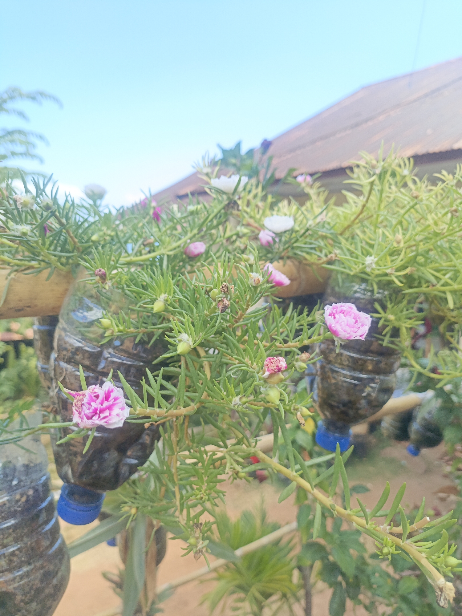 In Balaweling I, Indonesia, a close-up shot captures a vibrant display of pink and white portulaca flowers blooming in repurposed plastic bottles, which are suspended outdoors. The plants are lush with green foliage and are densely packed within the containers. One plastic bottle is wrapped in bamboo, suggesting a DIY gardening setup. The background reveals a rustic, corrugated metal roof of a building, hinting at a rural or semi-urban environment. The sky above is a clear, bright blue.