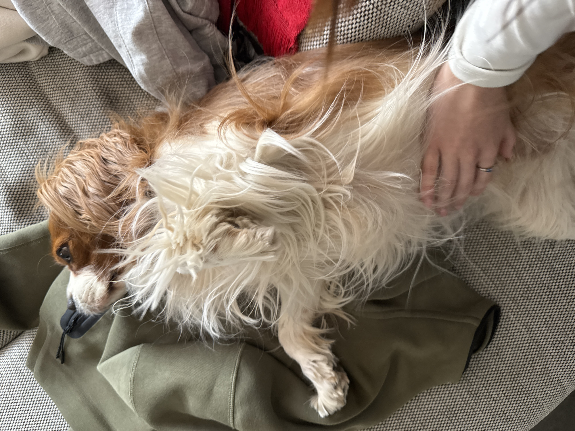 A Cavalier King Charles Spaniel with brown and white fur lies on an olive-green hooded sweatshirt on a grey patterned couch. A person wearing a white long-sleeved shirt is petting the dog's belly with their right hand, and a ring is visible on their finger. Parts of grey and red clothing are visible in the upper-left corner. The location is unknown and is not necessarily in Sofia, Bulgaria.