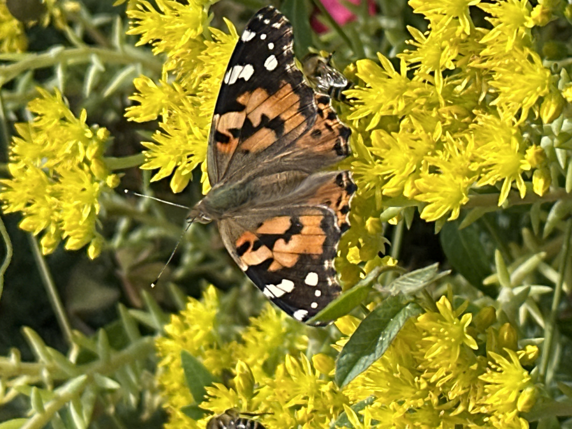 A close-up shot captures a Painted Lady butterfly resting on a cluster of small, yellow flowers. The butterfly's wings are a mosaic of orange, black, and white markings. Its antennae are clearly visible, as are its delicate legs. The flowers are densely packed, with many individual blooms forming a vibrant yellow mass. Green foliage provides a backdrop to the colorful subjects. A bee is also visible near the butterfly, possibly also feeding on the nectar of the flowers. The lighting suggests it is daytime, and the natural setting indicates an outdoor environment, possibly a garden or a meadow. The overall impression is one of natural beauty and the intricate details of the insect and plant life. No text is visible in the image.
