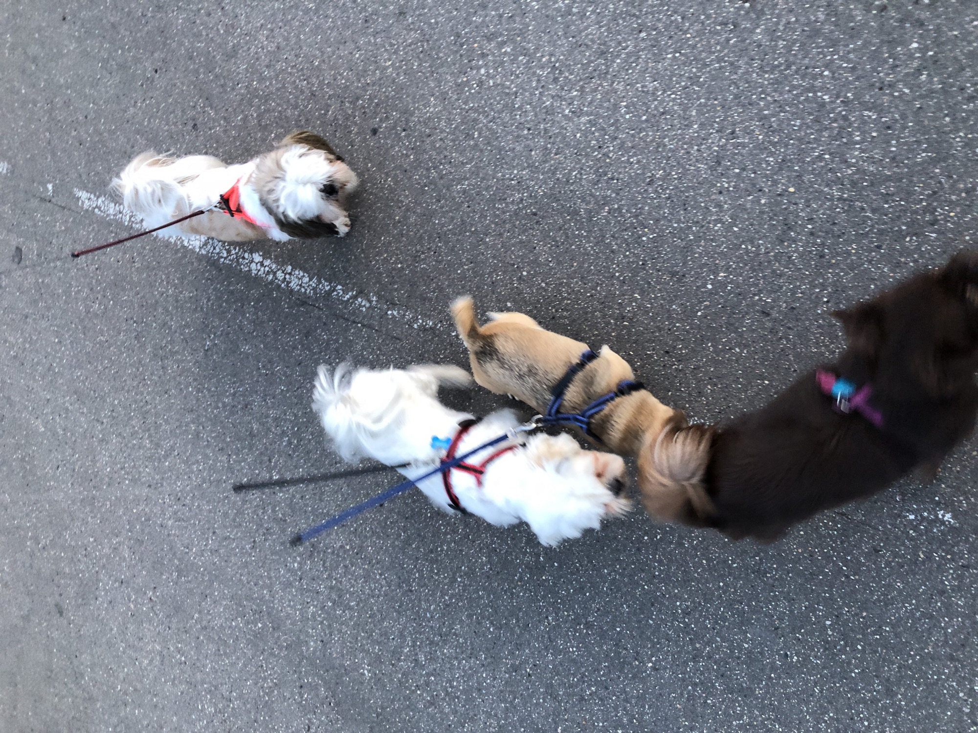 The image shows four dogs being walked on a paved surface, possibly a sidewalk or road. The dogs are of varying breeds and colors, and they are all on leashes. One dog is white, another is brown and white, a third is tan and brown, and the fourth is dark brown. The surface is gray asphalt with some white markings, suggesting it could be a street or a path. The lighting suggests it is daytime. There are no people visible in the frame, only the dogs and their leashes. The image is slightly blurry, indicating movement. There is no visible indication of the location being Moscow, Russia.