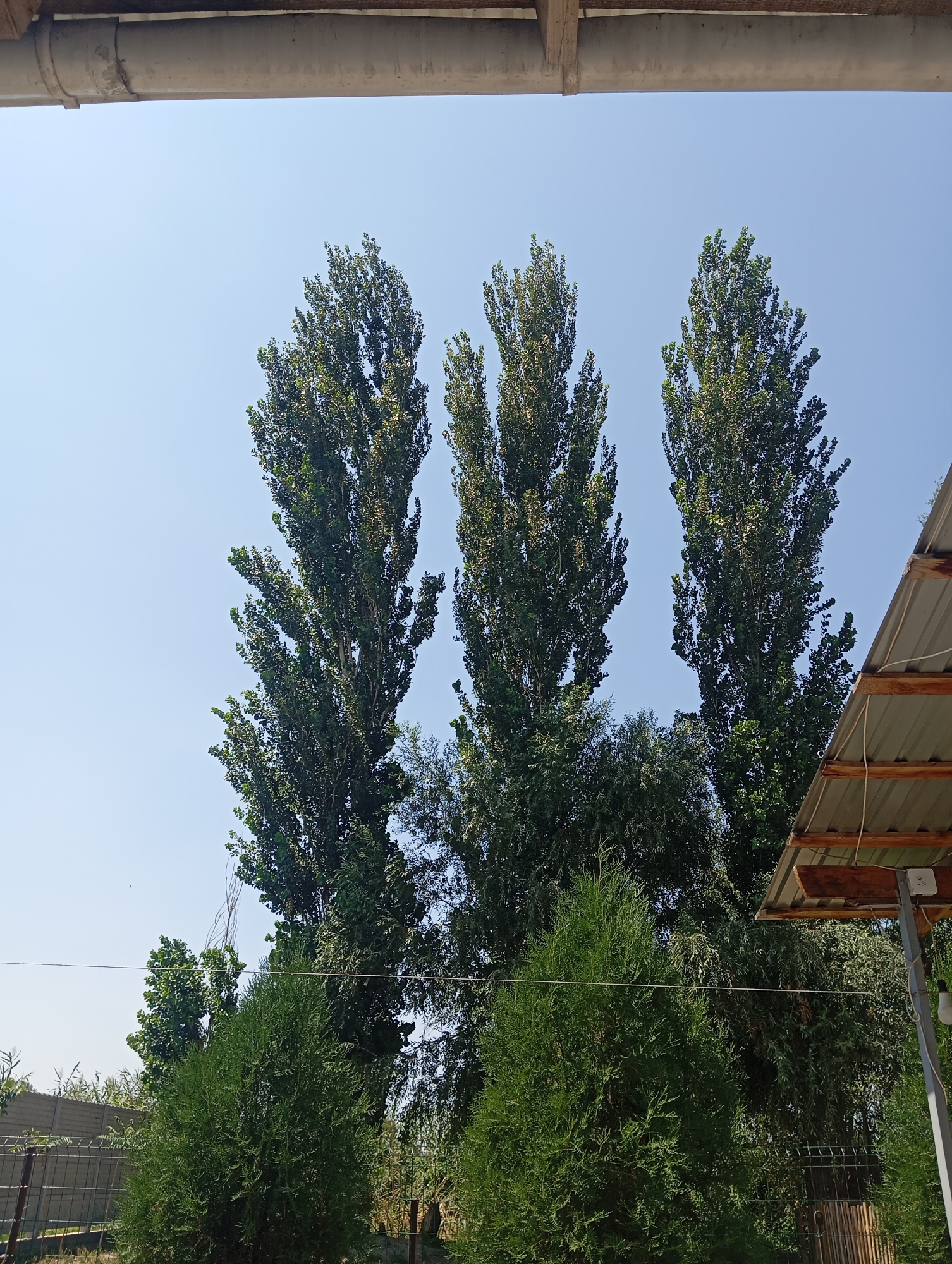 The image depicts an outdoor scene with tall, slender trees against a clear blue sky. In the foreground, there are two evergreen bushes. In the middle ground, a group of tall, thin trees with dense green foliage dominates the center of the frame. Behind them, a chain-link fence is visible, separating the property from what appears to be a street or pathway. To the right, a portion of a roof structure with wooden supports and metal sheeting is present, supported by a metal pole with a light fixture. The overall impression is one of a residential or backyard setting. The location is identified as Budyonnovka, Kyrgyzstan.