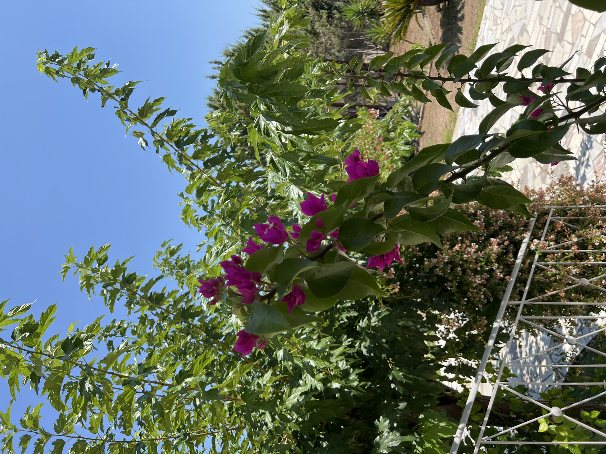 The image captures a close-up view of a vibrant bougainvillea plant with bright pink bracts and green leaves, set against a clear blue sky. The plant's branches extend diagonally across the frame, with some leaves and flowers in sharp focus in the foreground. In the background, there are more lush green trees, a white railing, and a pathway paved with light-colored stones. The overall setting suggests an outdoor environment, likely a garden or a patio, in Eretria Municipal Unit, Greece. There are no people or animals visible in the image. The lighting indicates a sunny day.