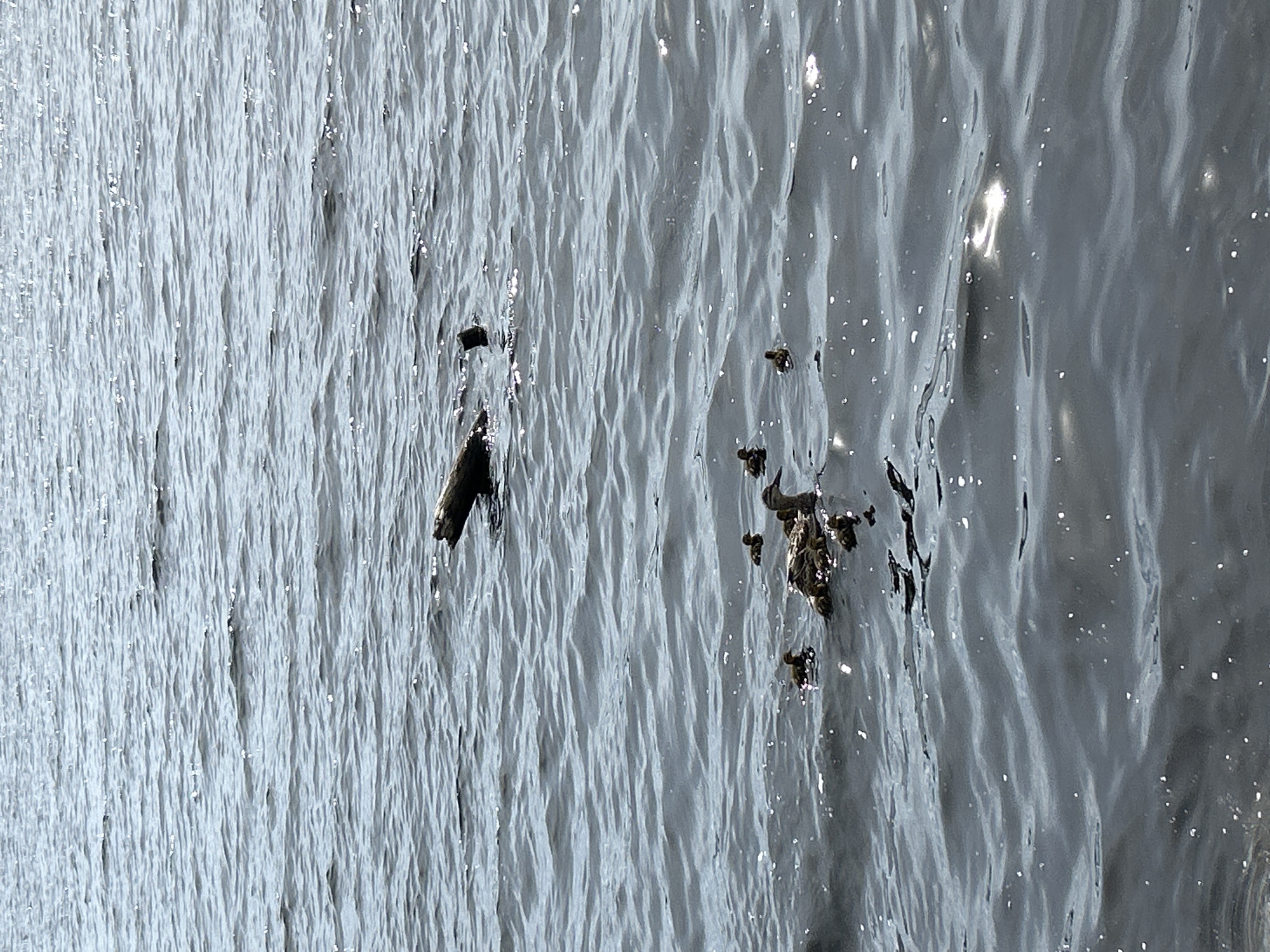 The image captures a close-up view of rippling water, likely a lake or river, with several pieces of dark debris floating on the surface. The water has a textured appearance due to the gentle waves, which catch the light and create numerous small, bright sparkles. A few larger reflections of light are also visible, suggesting a bright sky.
Among the debris, a small piece of wood is clearly visible in the left half of the frame. Further to the right, a cluster of darker, more organic-looking debris is present, appearing clumped together. The debris suggests natural elements like twigs, leaves, or possibly mud.
The overall scene is monochromatic, dominated by shades of gray and silver, with the dark debris providing contrast. The lighting indicates it is daytime, and the reflections suggest a clear or partly cloudy sky. The environment appears natural, likely outdoors, given the presence of floating debris in water. There are no people or animals visible. No text is present in the image. The image likely depicts a calm natural setting.