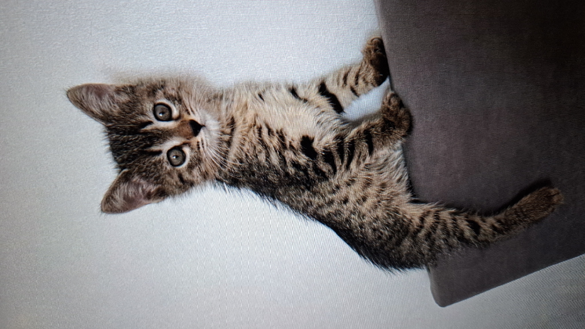 A tabby kitten is pictured lying on a light-colored, textured surface, with its body angled towards a dark brown, cushioned object. The kitten is positioned on its back with its front paws gripping the brown cushion and its hind legs extended. Its head is turned towards the viewer, showcasing its large, round, light-colored eyes and a striped pattern of brown, black, and tan fur. The kitten's ears are pointed upwards. The background is a plain, light gray with a subtle texture. The lighting appears to be soft, casting gentle shadows. The image is oriented vertically, with the kitten's head at the top left and its tail extending towards the bottom right. There is no visible text in the image.