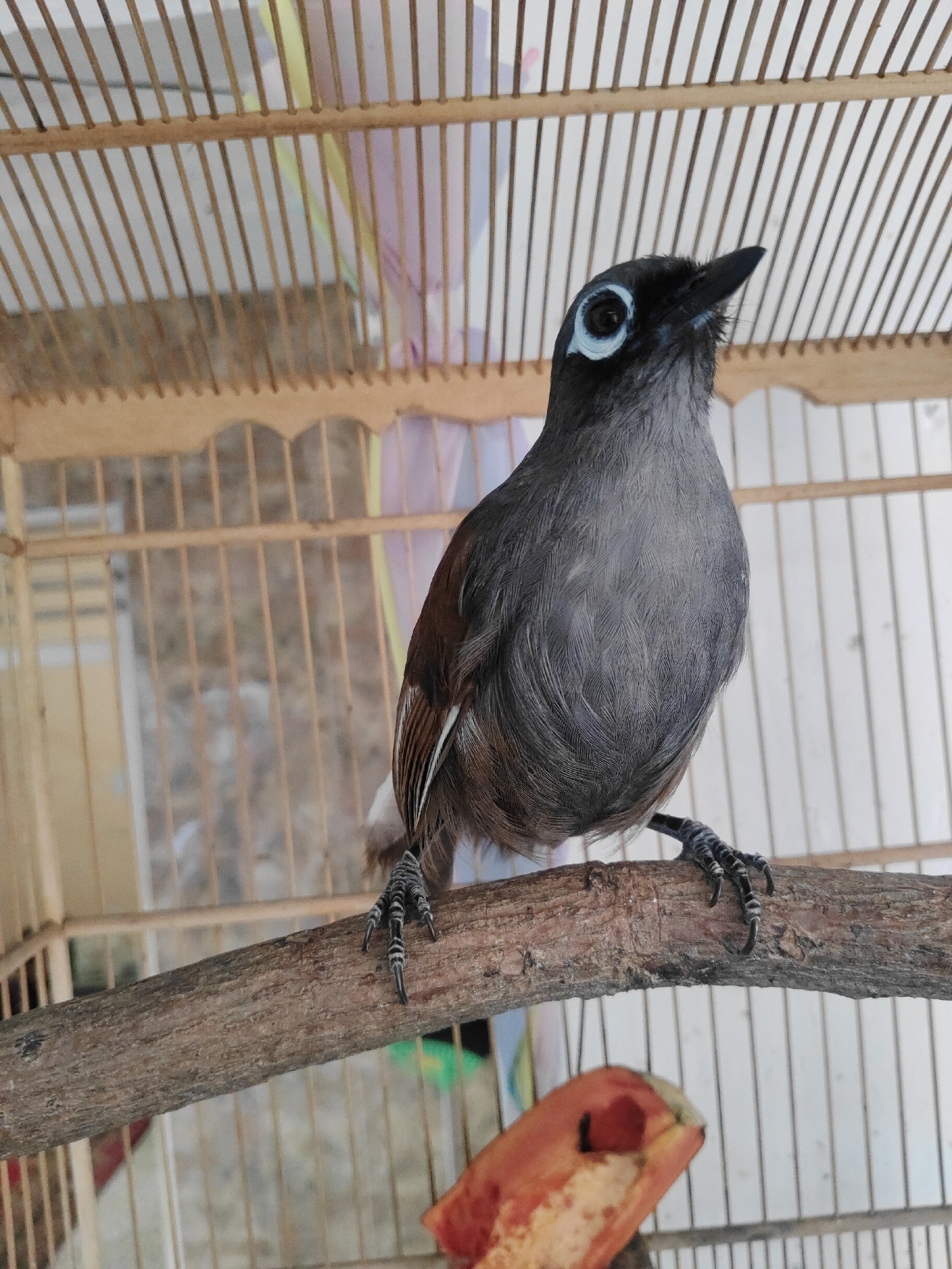 A close-up, eye-level shot captures a small bird perched on a wooden branch inside a birdcage. The bird, predominantly gray with brown wing feathers, has a distinctive white ring around its eye and a dark beak. Its talons grip the textured branch. The cage's thin wooden bars are visible in the background, with hints of colorful fabric or paper behind them. In the lower right corner of the frame, a piece of red fruit, possibly guava or papaya, is partially visible. The overall impression is of a domestic bird in its enclosure, likely in a city setting like Surabaya, Indonesia, where such caged birds are common in homes and markets.