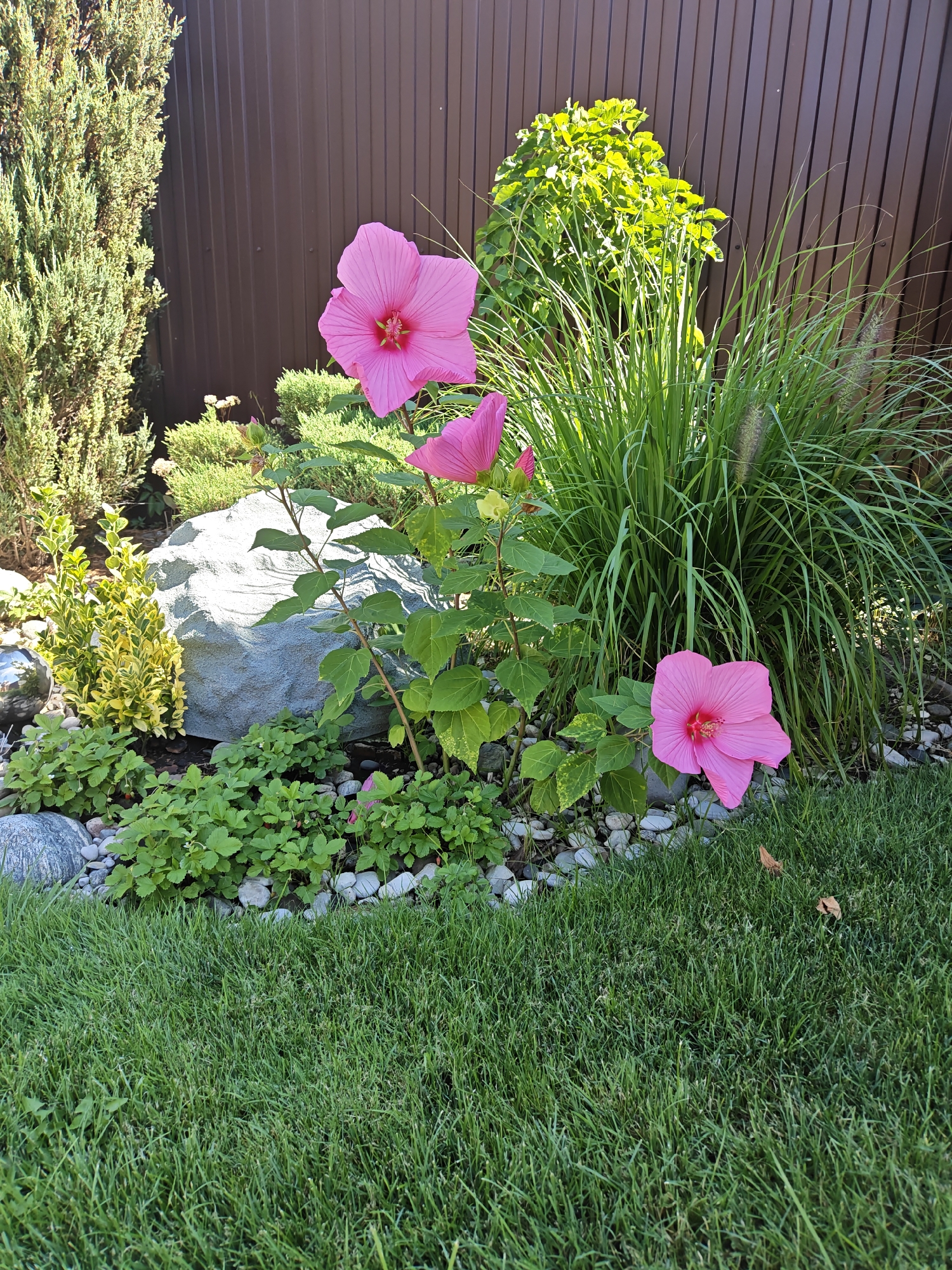The image depicts a garden with several bright pink hibiscus flowers in full bloom. The flowers are the prominent subjects, with one large bloom in the foreground to the right, another large bloom in the upper left quadrant, and a bud and partially opened bloom behind it. The plants have large, green leaves. Behind the flowers, a cluster of tall, green ornamental grasses creates a textured backdrop. To the left, a coniferous shrub stands tall, with a darker brown vertical-slatted fence visible behind it. A large, grey rock is positioned in the middle ground, surrounded by smaller, smooth white and grey stones and low-lying green ground cover. The entire scene is set against a manicured green lawn in the foreground. The image appears to be taken in the city of Vodopadnyy, Russia, on a sunny day, as indicated by the bright lighting and clear shadows. There are no people or animals visible in the scene.