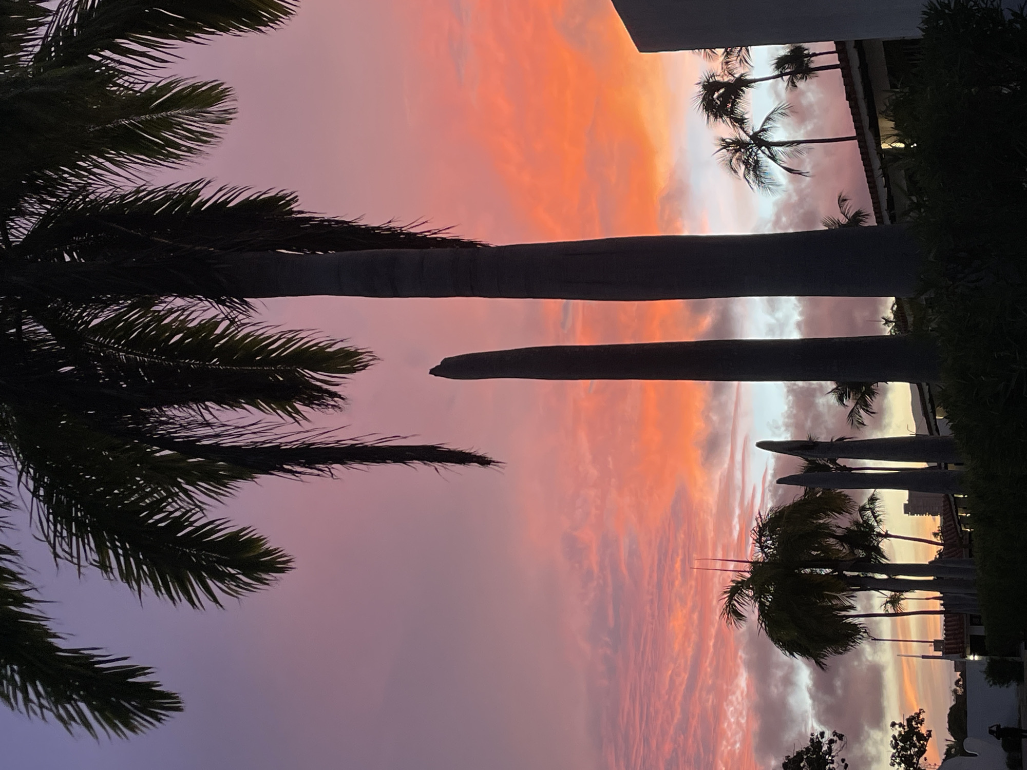 The image captures a vibrant sunset over Porlamar, Venezuela. Silhouetted palm trees dominate the foreground, their fronds reaching towards a sky ablaze with hues of pink, orange, and purple. Wispy clouds are illuminated by the setting sun, creating a dramatic backdrop. In the mid-ground, the roofs of buildings are visible, some with terracotta tiles, suggesting a tropical setting. A few smaller palm trees are scattered among the larger ones. The scene is one of natural beauty, with the vibrant colors of the sunset creating a striking contrast against the dark silhouettes of the palm trees.