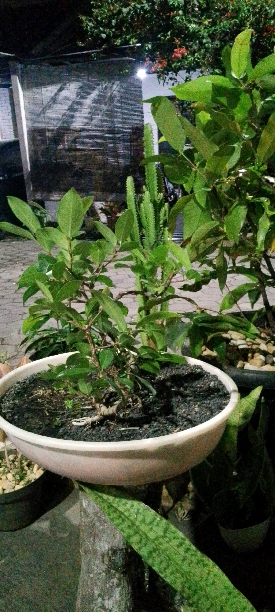 The image depicts an outdoor scene at night, likely in Sukamukti, Indonesia, with artificial lighting illuminating the subjects. In the foreground, a light-colored, wide ceramic pot contains a small, leafy plant that appears to be a bonsai. The soil is dark and coarse. Behind this pot, a tall, segmented, green cactus-like plant stands out. To the right, another larger plant with glossy green leaves is visible, with some red flowers or berries in the upper right portion of the frame. A patterned green leaf, possibly from a snake plant, is in the lower right foreground, resting on a rough, textured surface that might be wood or stone. In the background, a wall covered by horizontal blinds or screens is visible, with a light source casting shadows. The ground is paved with interlocking bricks. No people are present in the frame. The overall impression is of an urban or suburban garden or patio area at night.