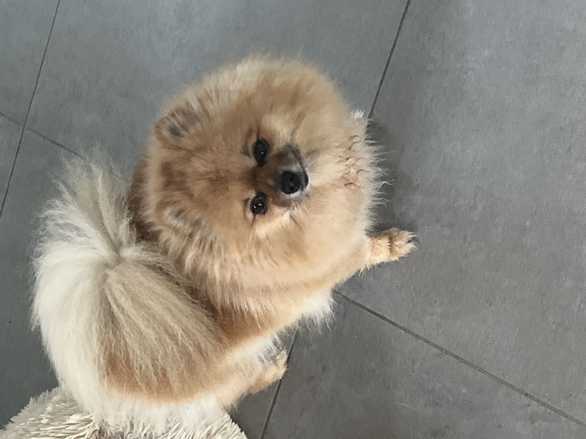 A tan and white Pomeranian dog is sitting on a fluffy, off-white rug, looking upwards towards the camera. The background consists of gray tiled flooring. The photograph was taken in Chambœuf, France.