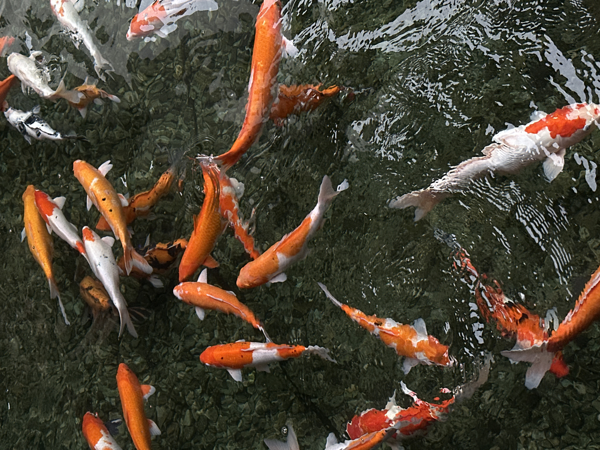 The image depicts a koi pond in Nusa Dua, Indonesia. Multiple koi fish, primarily orange, white, and orange-and-white, swim in a pool with a rocky bottom. The water is slightly murky, with ripples and reflections on the surface. No people are visible.