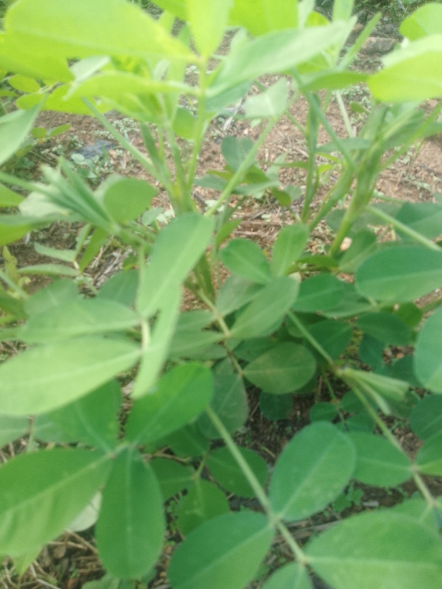 A close-up, slightly out-of-focus shot shows the green leaves and stems of a peanut plant growing in the soil of Serti, Nigeria. The plant is the primary subject, with its compound leaves and thin, upright stems filling the frame. The background consists of dry soil and some scattered organic debris. No people are present in the image, and no specific actions or interactions are depicted.