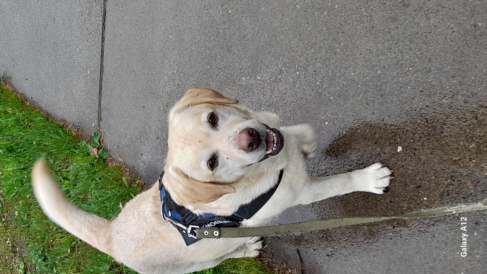 A tan-colored Labrador Retriever wearing a blue and black harness is sitting on a wet concrete sidewalk next to a patch of green grass. The dog is looking up at the camera with its mouth slightly open. A green leash is attached to the harness. The bottom right corner of the image has the inscription "Galaxy A12".