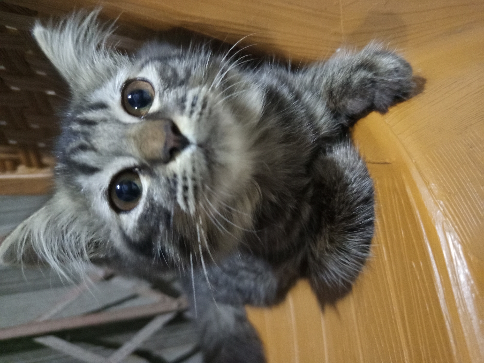 A close-up, medium shot captures a domestic cat with tabby markings, predominantly grey and black, resting on a polished wooden surface. The cat is positioned centrally, with its head tilted slightly upwards and facing the camera. Its large, round eyes, a warm brown color, are wide open and attentive. The cat's ears are pointed and alert, with a tuft of fur on each. Its whiskers are long and white, fanning out from its muzzle. The fur appears soft and somewhat fluffy, with distinct darker stripes on its forehead and around its eyes. One of the cat's front paws is visible resting on the wooden surface, its fur appearing thick and dark. The background is softly blurred, revealing a patterned surface, possibly a woven chair or screen, and a vertical, lighter-colored element. The lighting suggests an indoor environment, possibly late afternoon or evening, with the light source creating subtle highlights on the cat's fur and the wooden surface. The scene is devoid of any human presence or interaction, and there are no discernible elements that would specifically place this image in Salebu, Indonesia.
