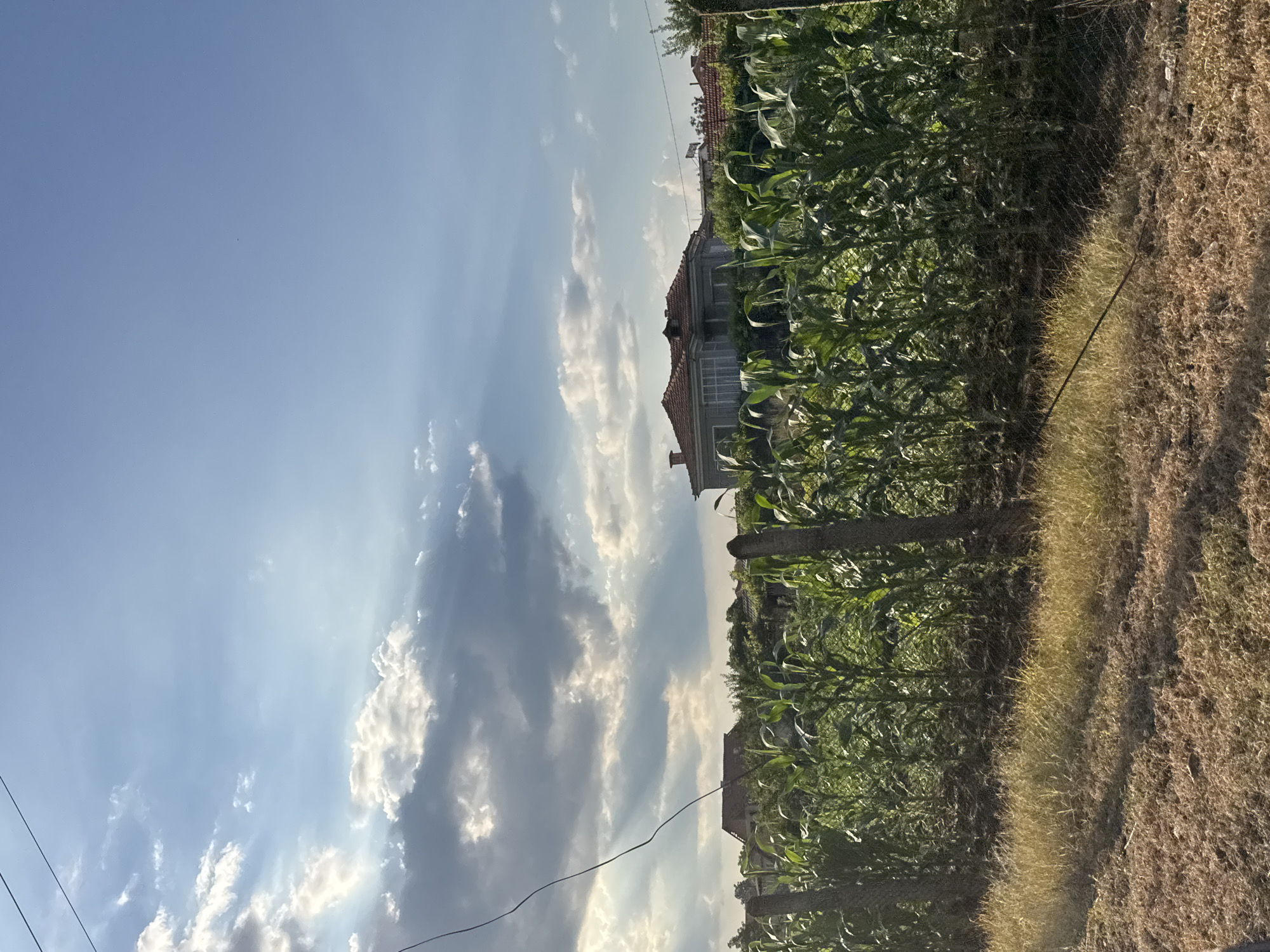 The image depicts a rural scene in Gelemenovo, Bulgaria, with a clear blue sky filled with fluffy white clouds, suggesting fair weather. The time of day appears to be late afternoon or early evening, indicated by the warm sunlight casting shadows.
The foreground is dominated by a lush green cornfield, stretching across the frame. To the right of the cornfield, dry, brown grass covers the ground, separated by a wire fence. A few rustic wooden posts are visible within the cornfield, possibly marking rows or a boundary.
In the background, several houses with red-tiled roofs are nestled among trees, suggesting a small village or settlement. The architecture of the houses seems traditional.
The image has been rotated, with the sky appearing on the left and the land on the right. The overall atmosphere is tranquil and idyllic, evoking a sense of rural life and the beauty of nature. No people or specific activities are evident, but the scene implies a quiet, pastoral setting. There is no visible text in the image.