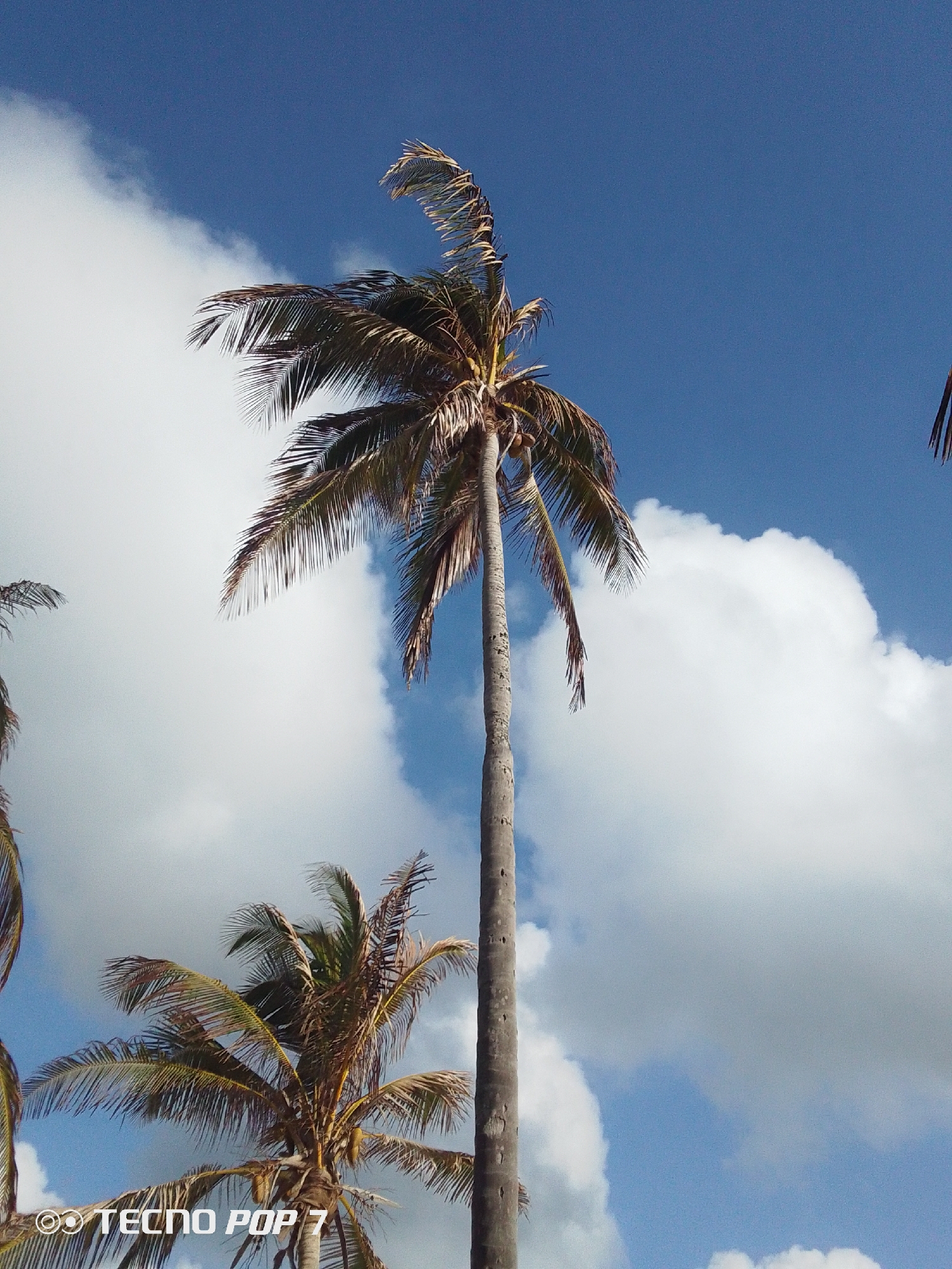 A low-angle shot depicts palm trees against a backdrop of a blue sky with white clouds. The taller palm tree is centered and extends vertically, with its fronds slightly tattered. Another palm tree is in the lower left corner, partially obscured. The "Tecno Pop 7" watermark is visible in the lower left. The location is Pedro González, Venezuela.