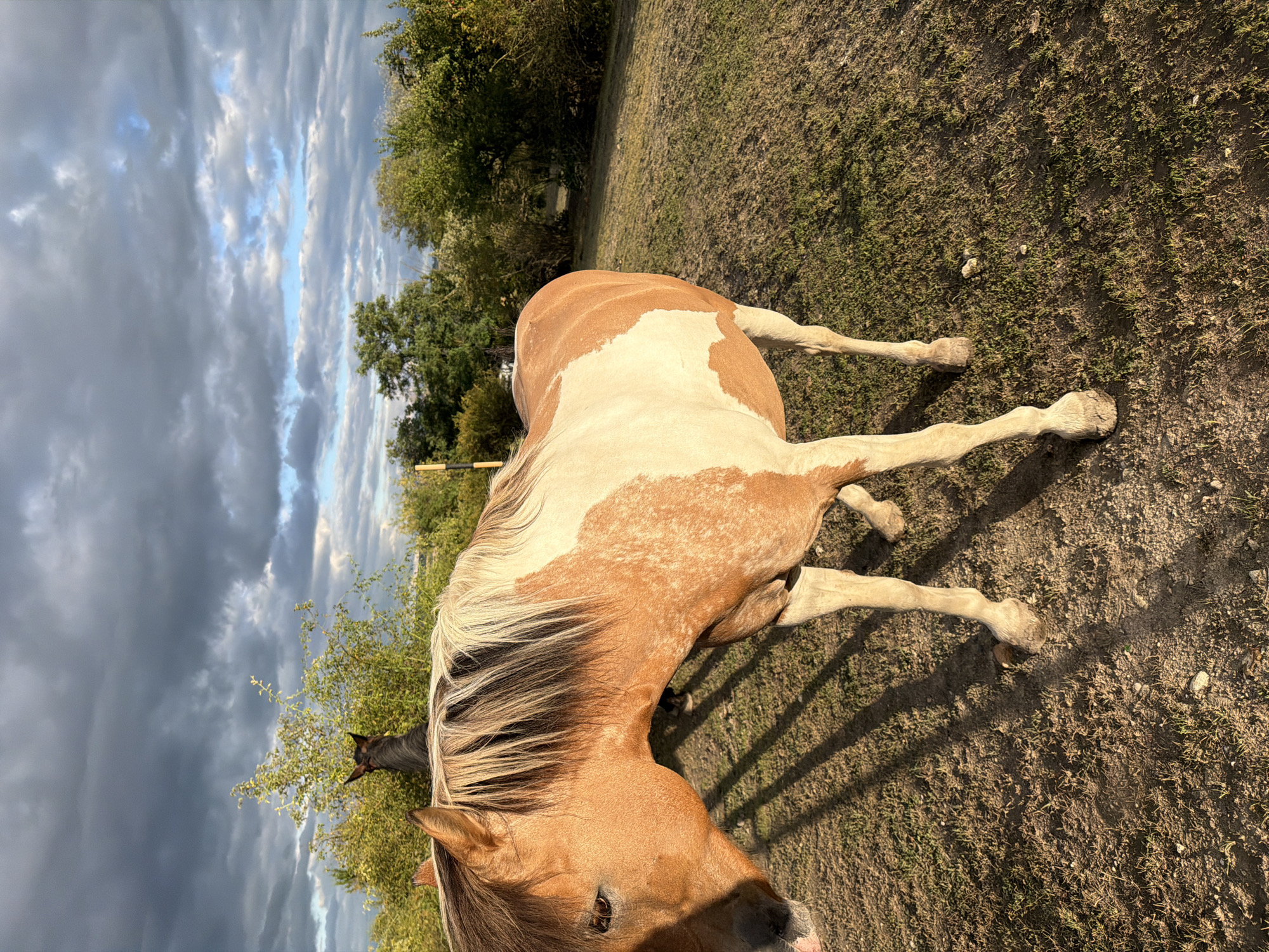 A pinto horse stands in a grassy field, its head lowered to the left, with its mane blowing to the right. The horse's coat is a mix of light brown and white patches. In the background, another horse's head is visible above some green foliage. The sky is filled with dramatic, dark clouds, with patches of blue sky visible through them. The lighting suggests it is late afternoon or early evening. The scene is outdoors in a rural setting, likely a pasture or paddock. No people are visible in the image. The environment includes dry grass, dirt, scattered stones, and a line of trees and bushes in the background.
