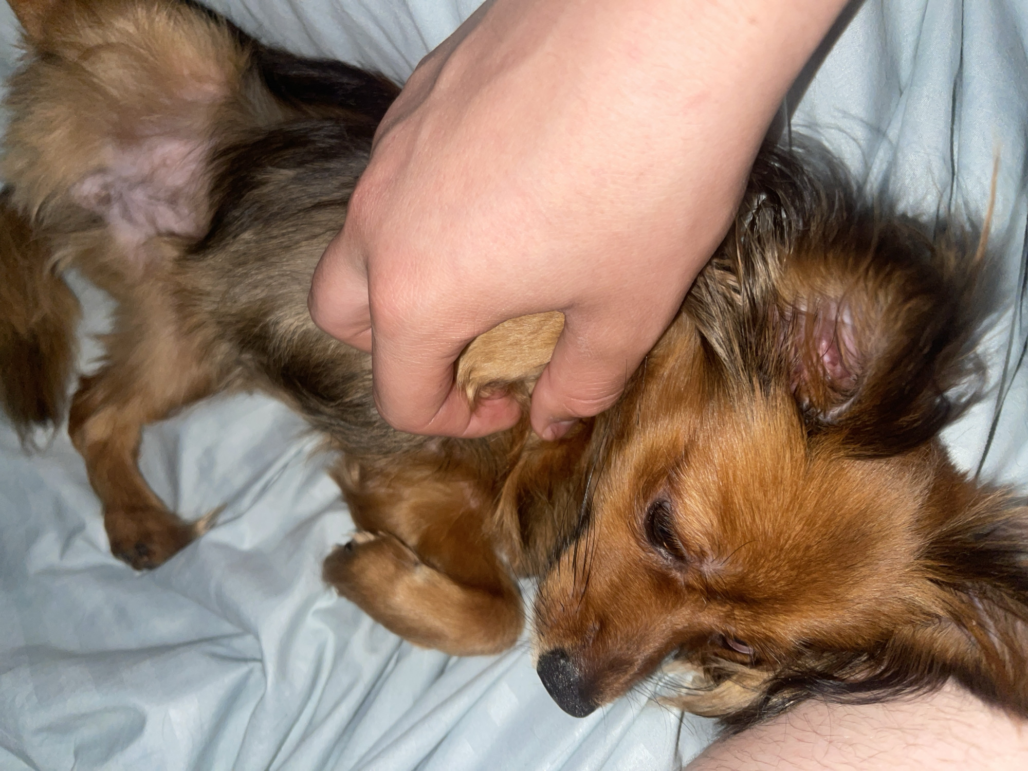 In the city of Марковский, Russia, a person's hand is seen gently stroking the belly of a small, long-haired, brown and tan dog lying on its back on a light blue, textured surface, likely a bedsheet. The dog's eyes are closed, and its head is tilted to the left. The person's hand is positioned on the dog's lower torso, appearing to be giving it a belly rub. The scene is a close-up shot, focusing on the interaction between the person and the dog.