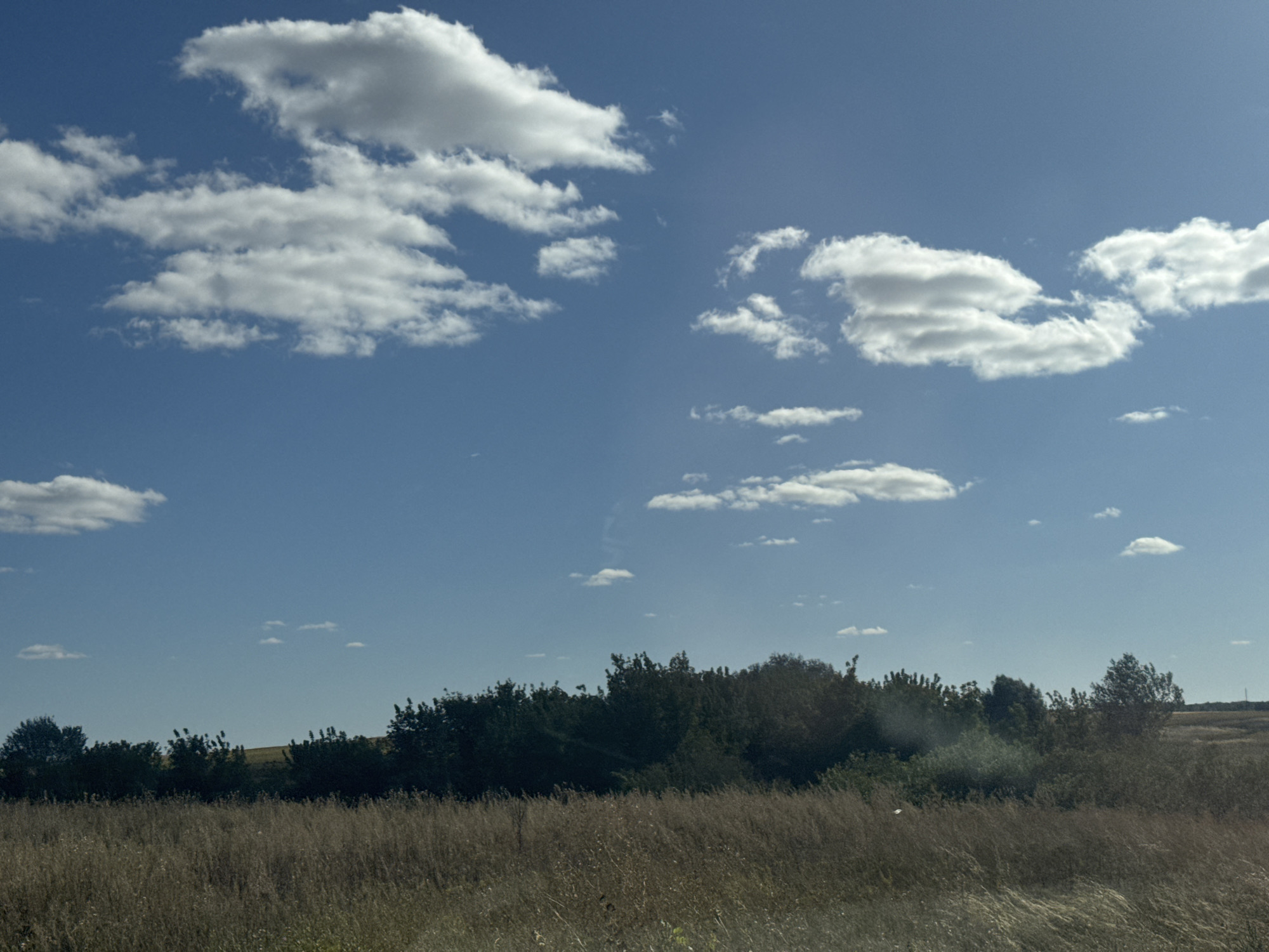 The image depicts a landscape scene under a bright blue sky dotted with scattered white clouds. In the foreground, tall, dry grass and reeds fill the lower portion of the frame, suggesting a field or meadow. Behind this, a dense line of dark green trees forms a natural border. Beyond the trees, the terrain appears to slope upwards into a field of light brown or golden color, possibly indicating a cultivated area. The overall impression is of a rural, natural environment. The scene is not located in the city of Perevolotsky, Russia.