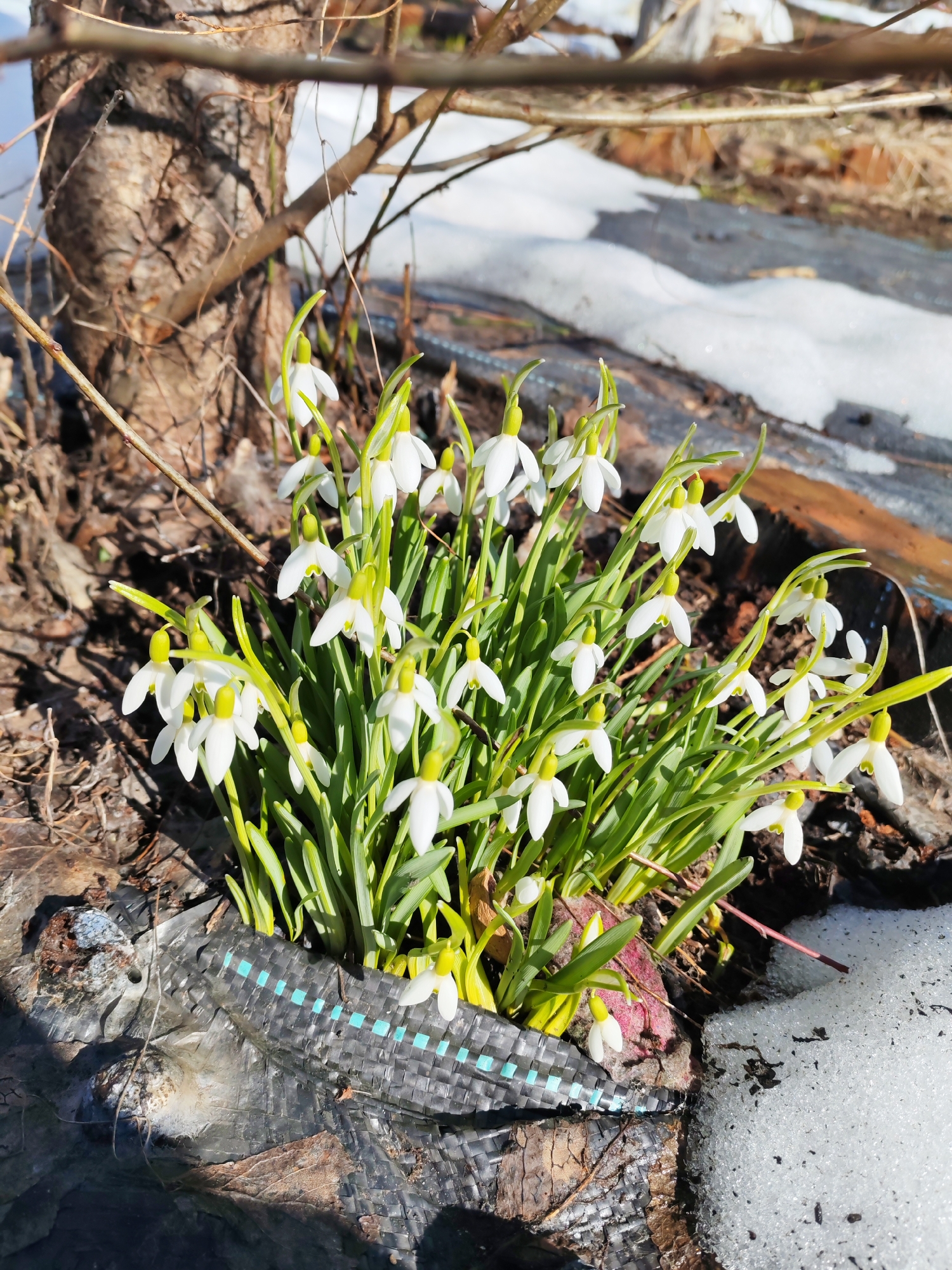 The image depicts a cluster of snowdrop flowers growing in a patch of melting snow near a tree trunk. The flowers are white with yellow centers and green stems. They appear to be growing out of a black woven material with a light blue pattern. In the background, there is more snow and possibly some debris on the ground. The photograph likely depicts a spring scene in Chaikovsky, Russia, given the presence of snowdrops, which are a common sign of spring in temperate climates.