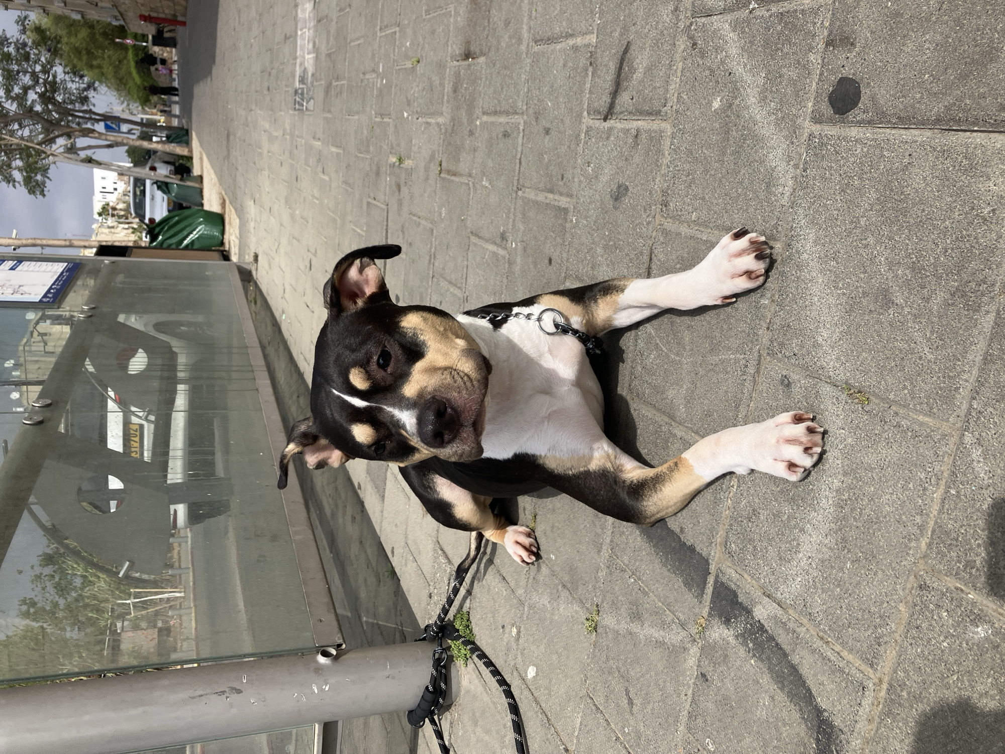 A medium shot captures a tri-color dog lying prone on a paved sidewalk. The dog's coat is predominantly black with white and tan markings, and it is wearing a silver chain collar attached to a black leash. The leash is secured to a gray metal pole situated next to a glass-enclosed bus stop. The bus stop's interior reflects the outdoor environment. The sidewalk is composed of large, gray, rectangular pavers with visible joints. In the background, across the street, are buildings and trees, suggesting an urban setting. The scene appears to be located in Tel-Aviv, Israel.