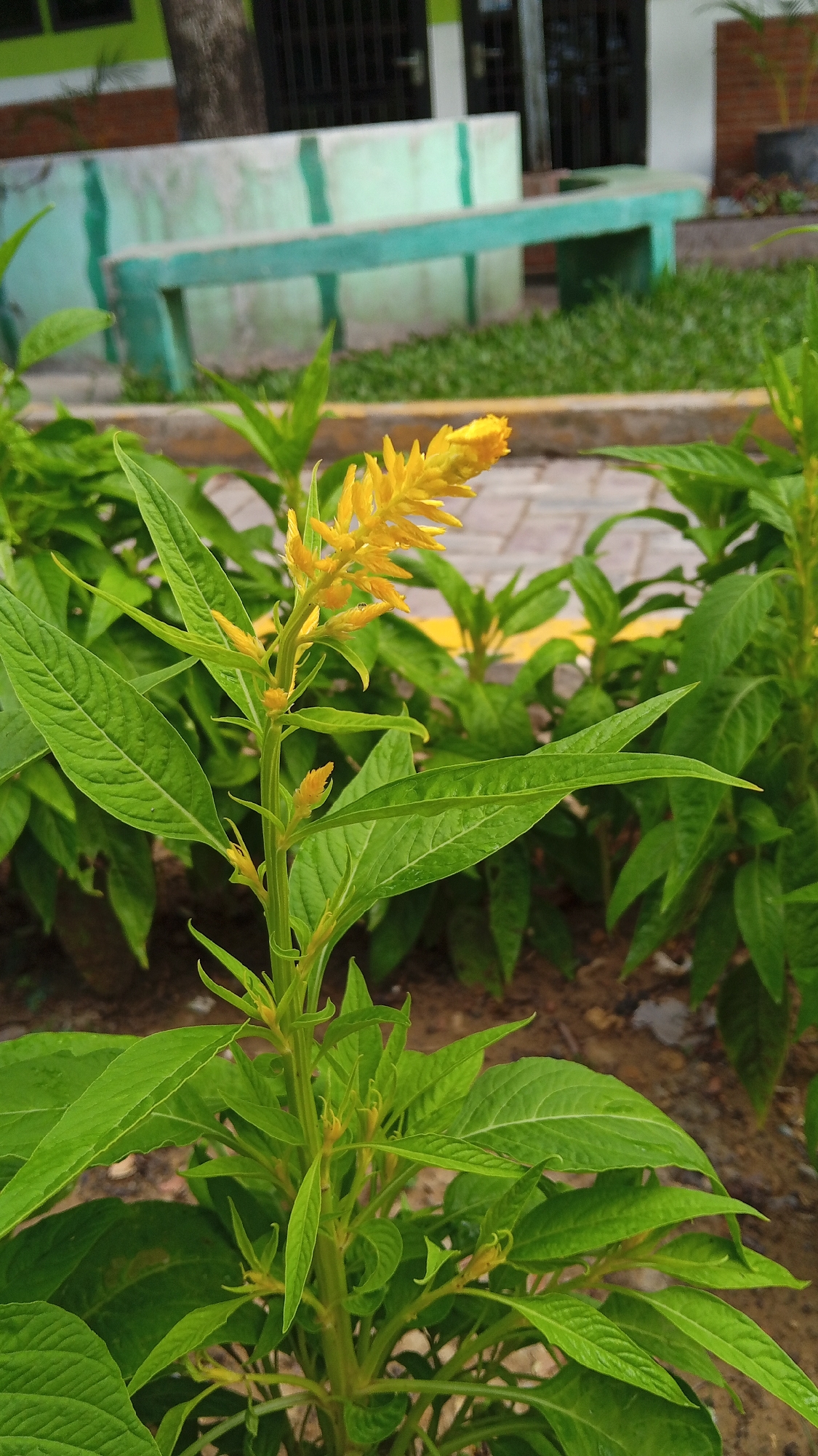 In the city of Blangtingkeum, Indonesia, a close-up shot focuses on a vibrant yellow celosia flower with intricate, feathery petals. The flower stands tall amidst lush green foliage, its leaves a deep, rich emerald. In the background, a pale green and white concrete bench sits serenely, a hint of a building with dark windows and a brown brick facade peeking through behind it. The ground is a mix of dry soil and scattered paving stones, with a subtle yellow line marking a pathway. The scene is bathed in natural light, casting soft shadows and highlighting the textures of the plants and bench.