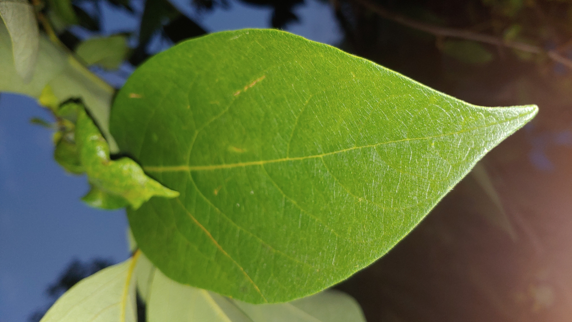 The image shows a close-up of a green leaf with prominent veins. The leaf is heart-shaped and appears to be attached to a stem, with other blurred green leaves and a dark background that suggests it is nighttime. The sky in the upper background is a dark blue. There are no people or specific landmarks visible that would indicate a location in Mukachevo, Ukraine.