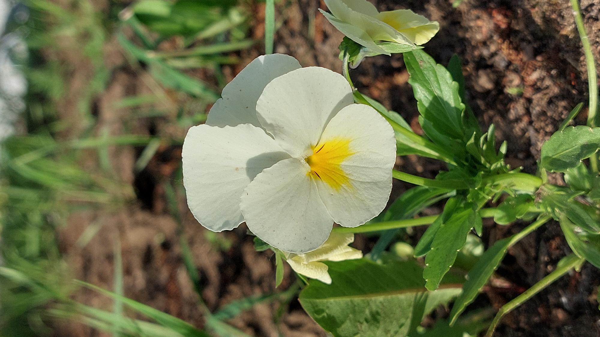 A close-up, eye-level shot focuses on a white pansy flower with a yellow center. The flower is in bloom and positioned slightly to the right of the frame. Its petals are delicate and slightly curled, with a vibrant yellow splash in the center. Several green leaves and stems are visible beneath the flower, some of which are out of focus. In the background, blurred green foliage and brown soil create a natural, outdoor environment. The lighting suggests it is daytime, with sunlight illuminating the flower. The location is identified as Koryaki, Russia. There are no people or animals present in the image.