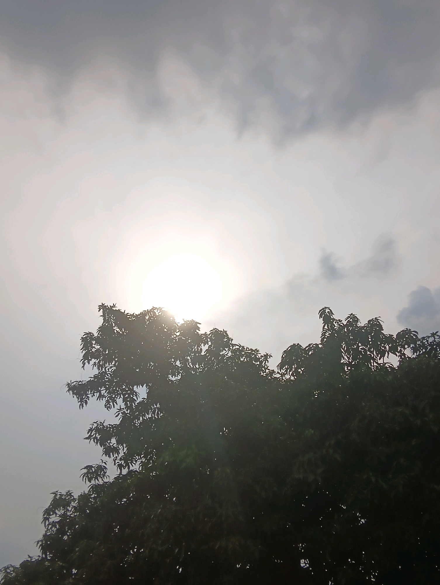 This is a photograph taken from a low angle looking up at the sky in Chahania, India. The sun is partially obscured by the leaves and branches of a large tree, creating a bright halo effect. The sky is filled with grey clouds, with patches of lighter white sky visible. The tree's foliage is dark green and dense, silhouetted against the bright sky. No people or animals are visible in the frame.