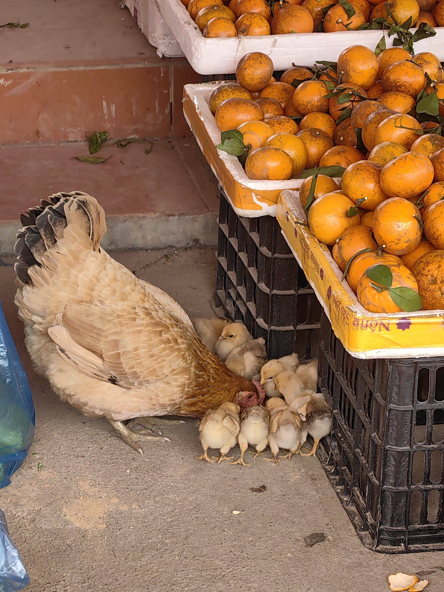 In Xã Đàm Thủy, Vietnam, a light brown hen with black-tipped feathers tends to a brood of approximately ten small, light yellow chicks. The hen is positioned on a gray concrete surface, with the chicks clustered around and beneath her. To the right, there are two black plastic crates stacked on top of one another. These crates hold trays of oranges. The top tray is white styrofoam, while the lower tray is yellow.