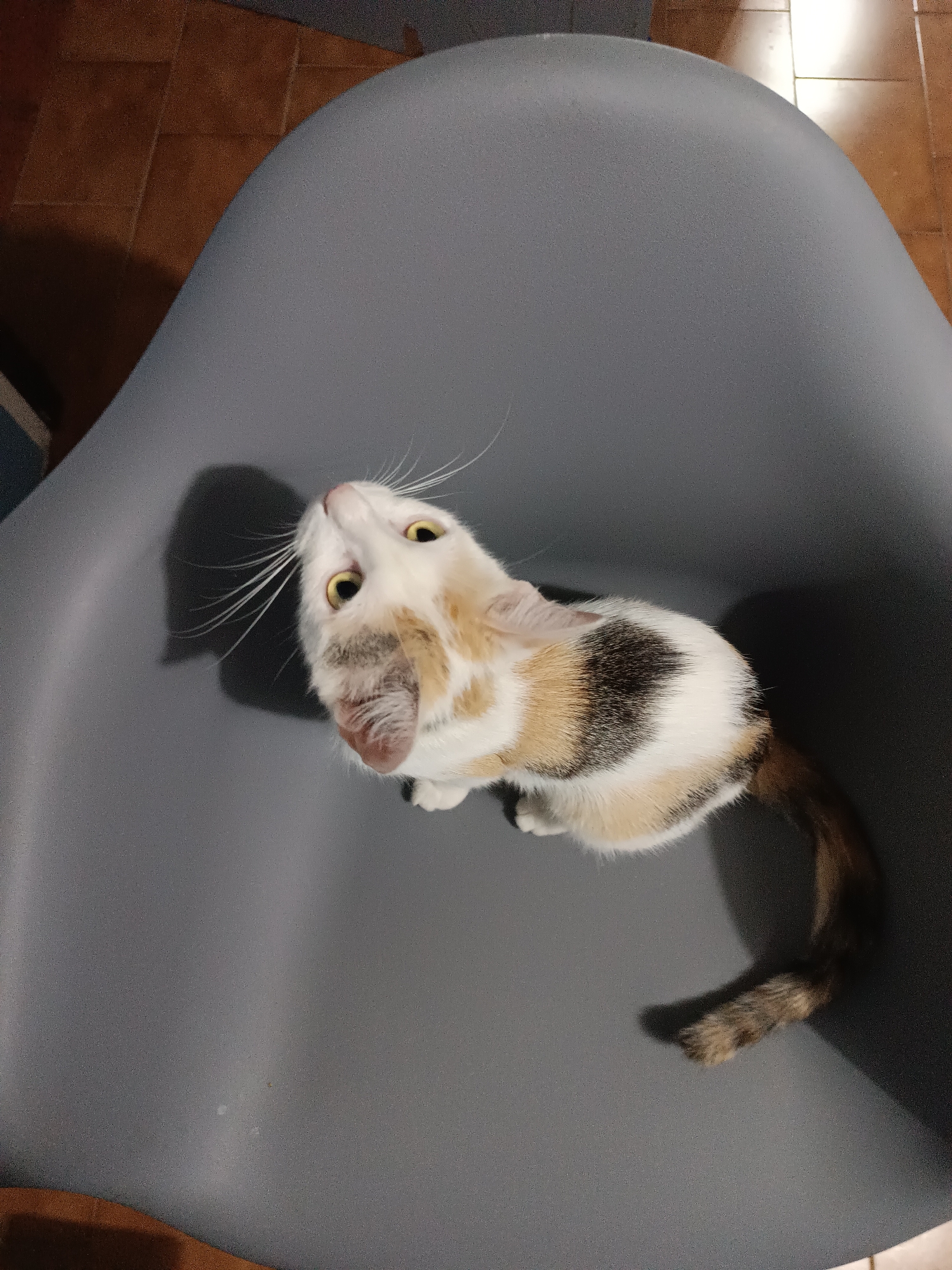 A calico cat is positioned on a gray chair in a room. The cat is facing upwards and looking towards the camera. The room has tiled flooring and natural lighting is present. The image was taken in Viadana, Italy.
