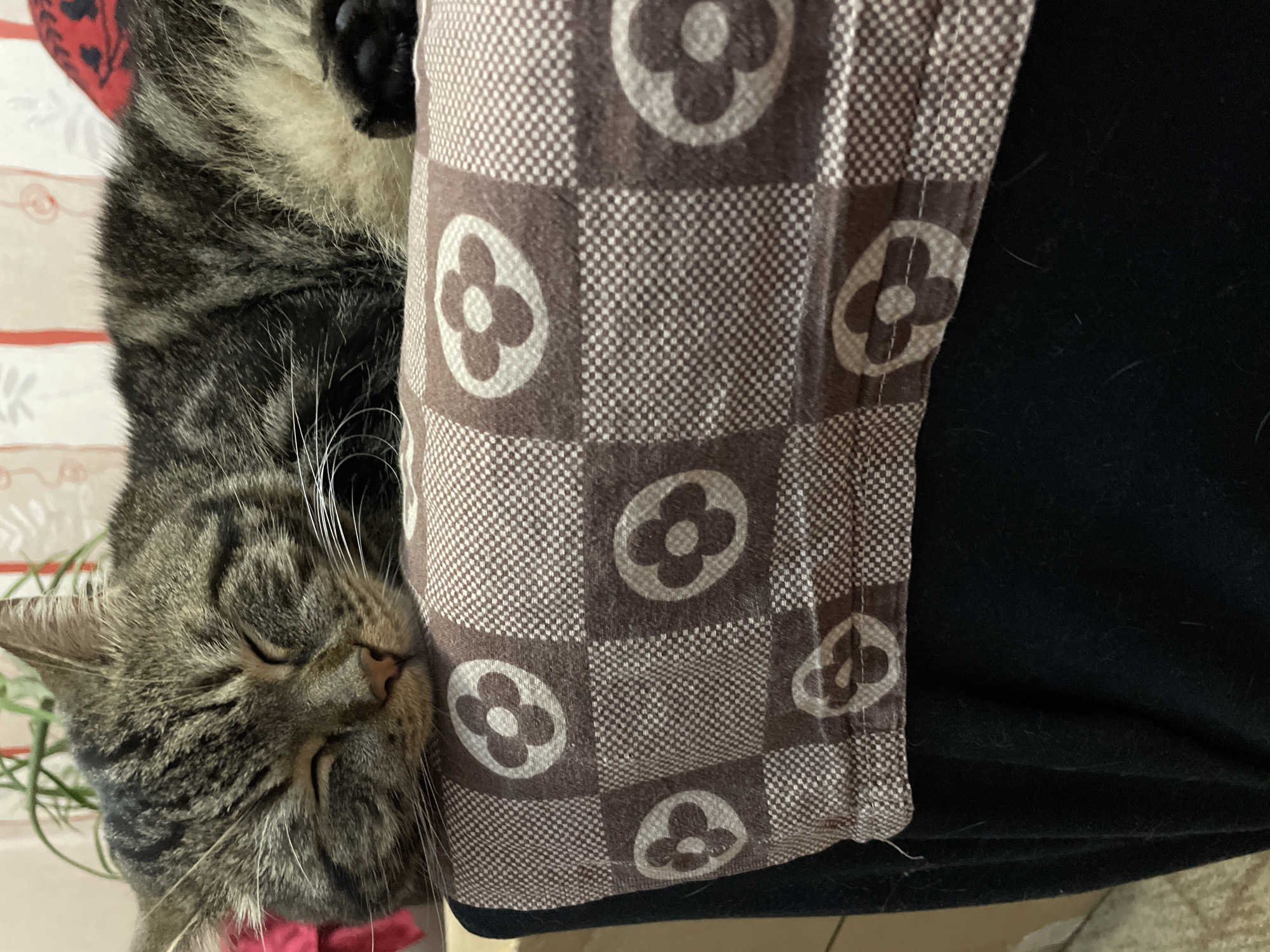A tabby cat is sleeping on a patterned fabric, which is draped over a black surface. The fabric has a brown and white checkered pattern with circular floral designs. The cat's eyes are closed, and its head is resting on the fabric. The background is blurred, but appears to include a potted plant and a wall. The image is a close-up shot, focusing on the cat and the fabric. The location is not discernible from the image.