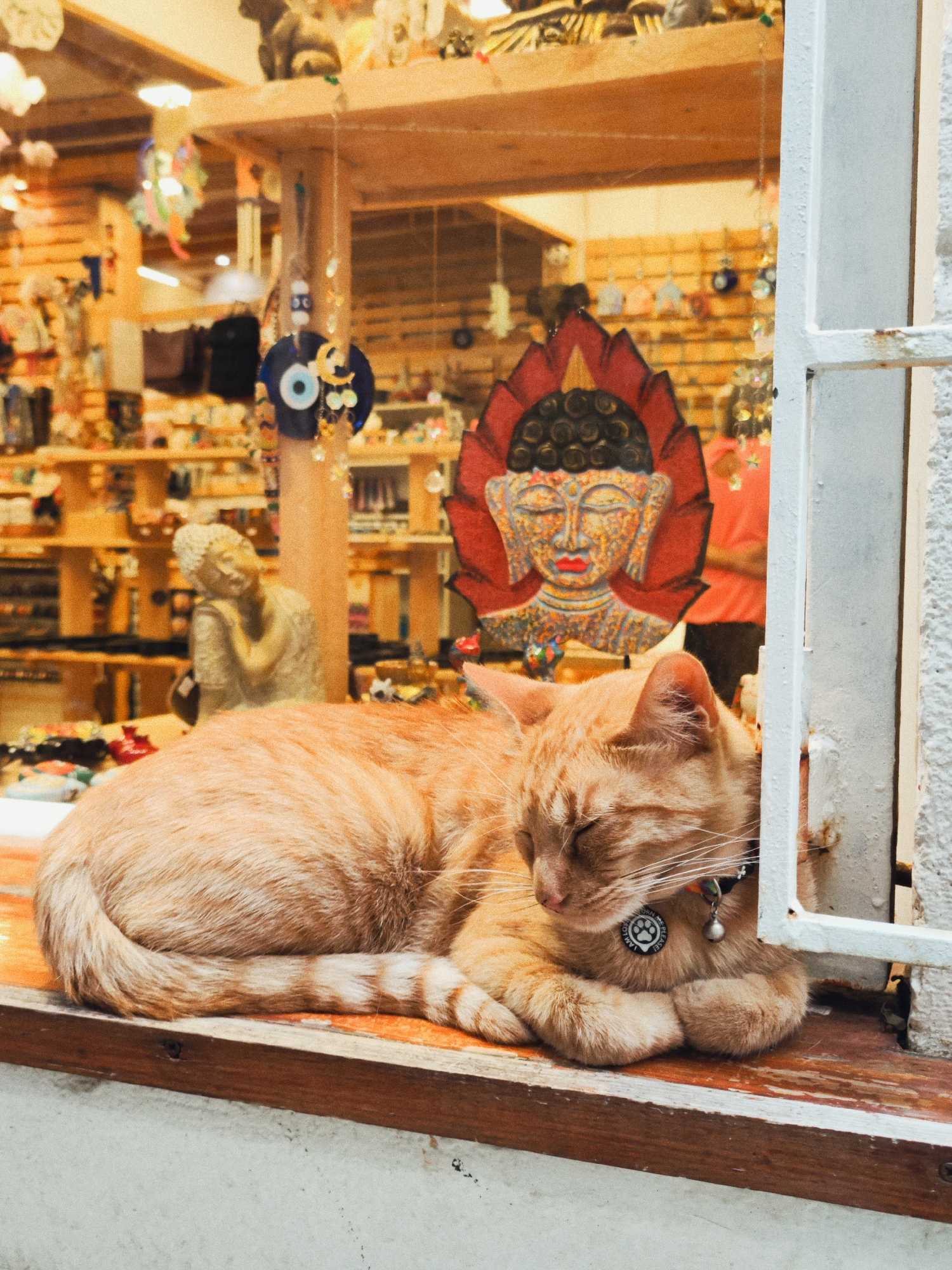 An orange tabby cat is asleep on a wooden surface in front of a storefront in Budva, Montenegro. The cat is curled up with its paws tucked under its chest and its eyes closed. It is wearing a black collar with a circular tag that has a paw print and text, as well as a small silver bell. Behind the cat, the storefront is filled with various items for sale, including trinkets, statues, and decorative pieces. A colorful Buddha head decoration is visible behind the cat. The overall atmosphere appears to be that of a relaxed and inviting shop.