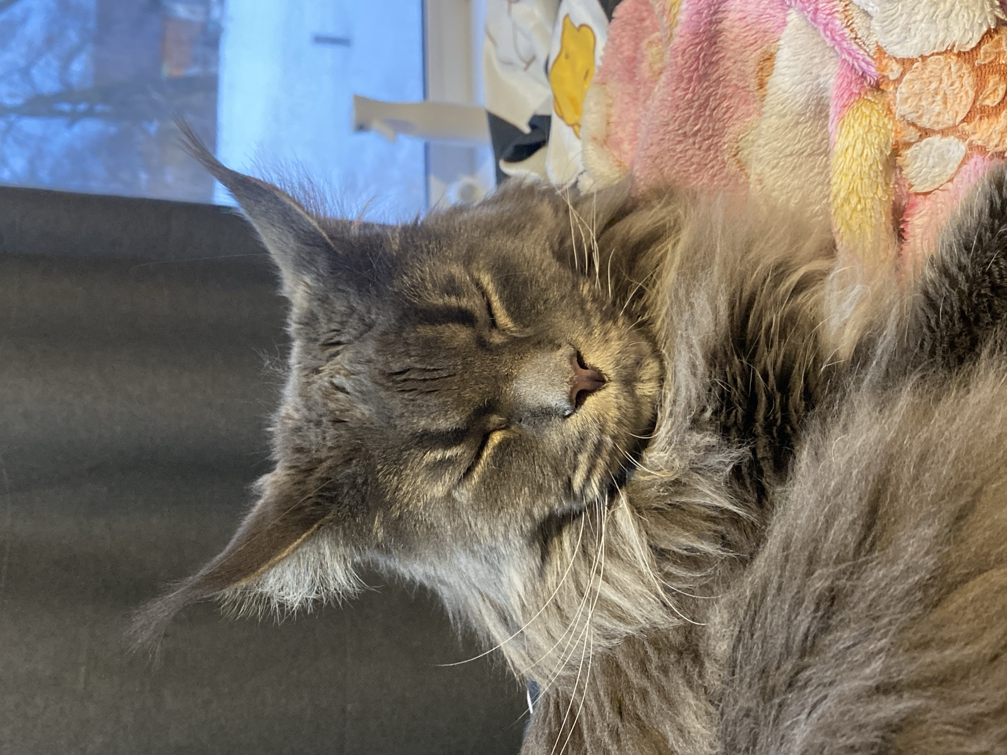 A close-up, medium-shot image depicts a gray Maine Coon cat sleeping on a colorful blanket. The cat has its eyes closed and a small pink nose. Its long whiskers and ear tufts are prominent. The blanket has a pink, yellow, and white pattern. A window is visible in the background. The location is Unknown, Unknown.