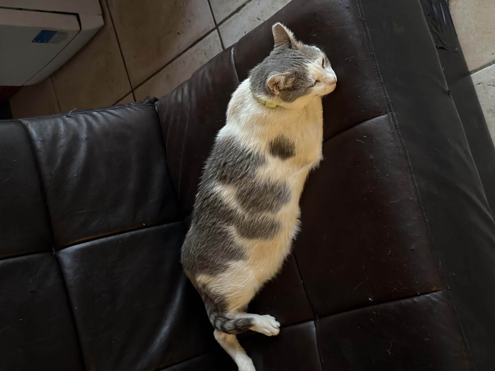 The image shows a gray and white cat sleeping on a dark brown leather couch. The cat is lying on its side, with its head resting on its paws. The couch is situated in a room with tiled flooring. In the background, a white appliance, possibly a washing machine or refrigerator, is visible. The scene appears to be indoors, within a residential setting in Fontana, Malta.