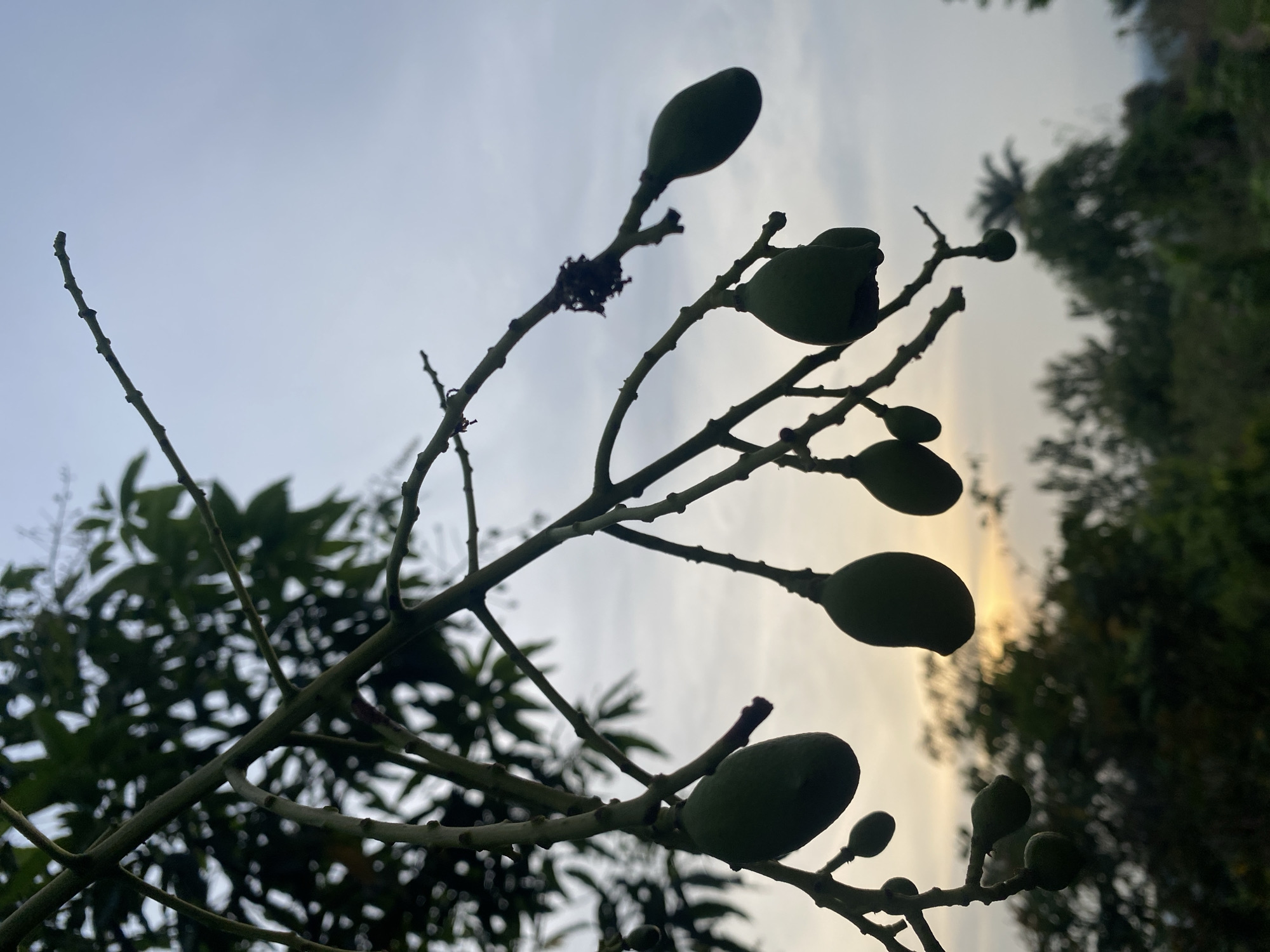 The image shows a branch with unripe mangoes in Amaseri, Nigeria. The mangoes are green and vary in size, attached to the branch by short stems. The background is a blurred view of other trees and a cloudy sky. The overall lighting suggests it is either early morning or late afternoon.