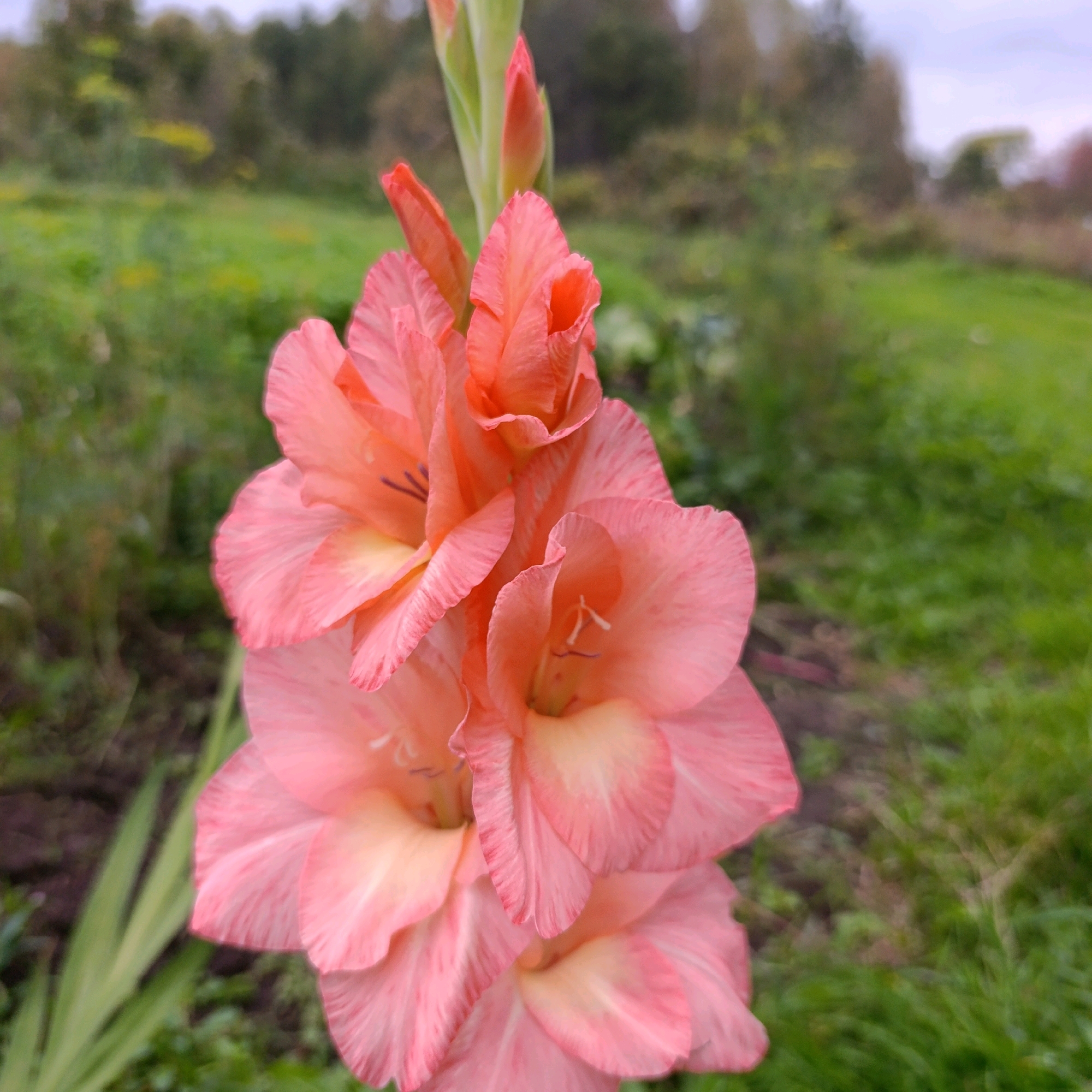 A close-up shot focuses on a cluster of pale pink gladiolus flowers with salmon-colored centers. The blooms are arranged vertically on a stem, with some petals unfurling and others still tightly closed. The background is blurred, showing a green, grassy field with scattered trees and a cloudy sky. The image was taken outdoors in Dubovaya, Russia, suggesting a garden or natural setting.