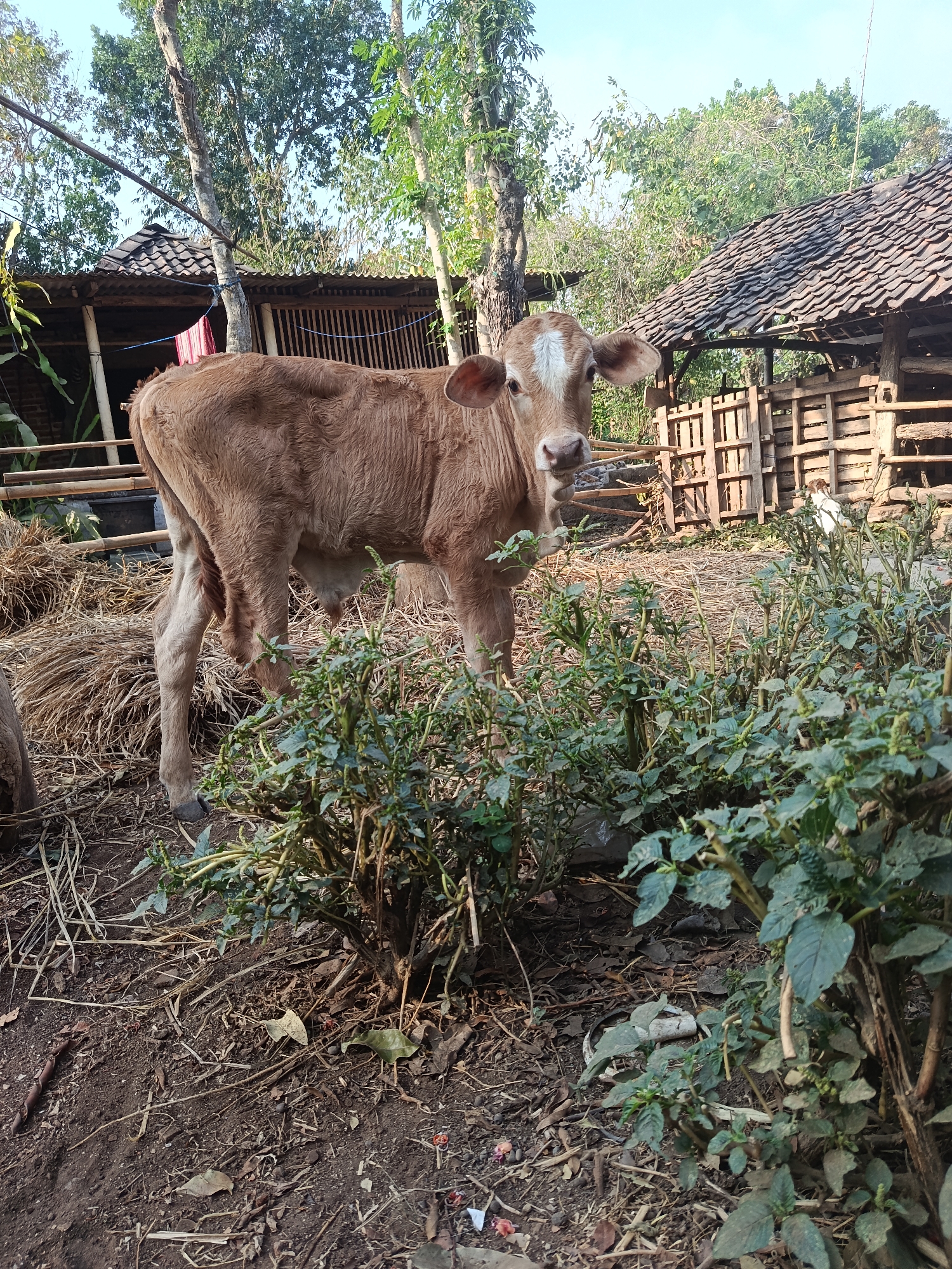 A light brown calf stands in a dirt yard in Karangmojo, Indonesia. The calf has a white blaze on its forehead and is facing the camera. Behind the calf, there is a haystack and a wooden fence. Further in the background, there are two rustic buildings with tiled roofs and trees. The ground is covered with dry leaves and twigs. The sky is clear and blue.