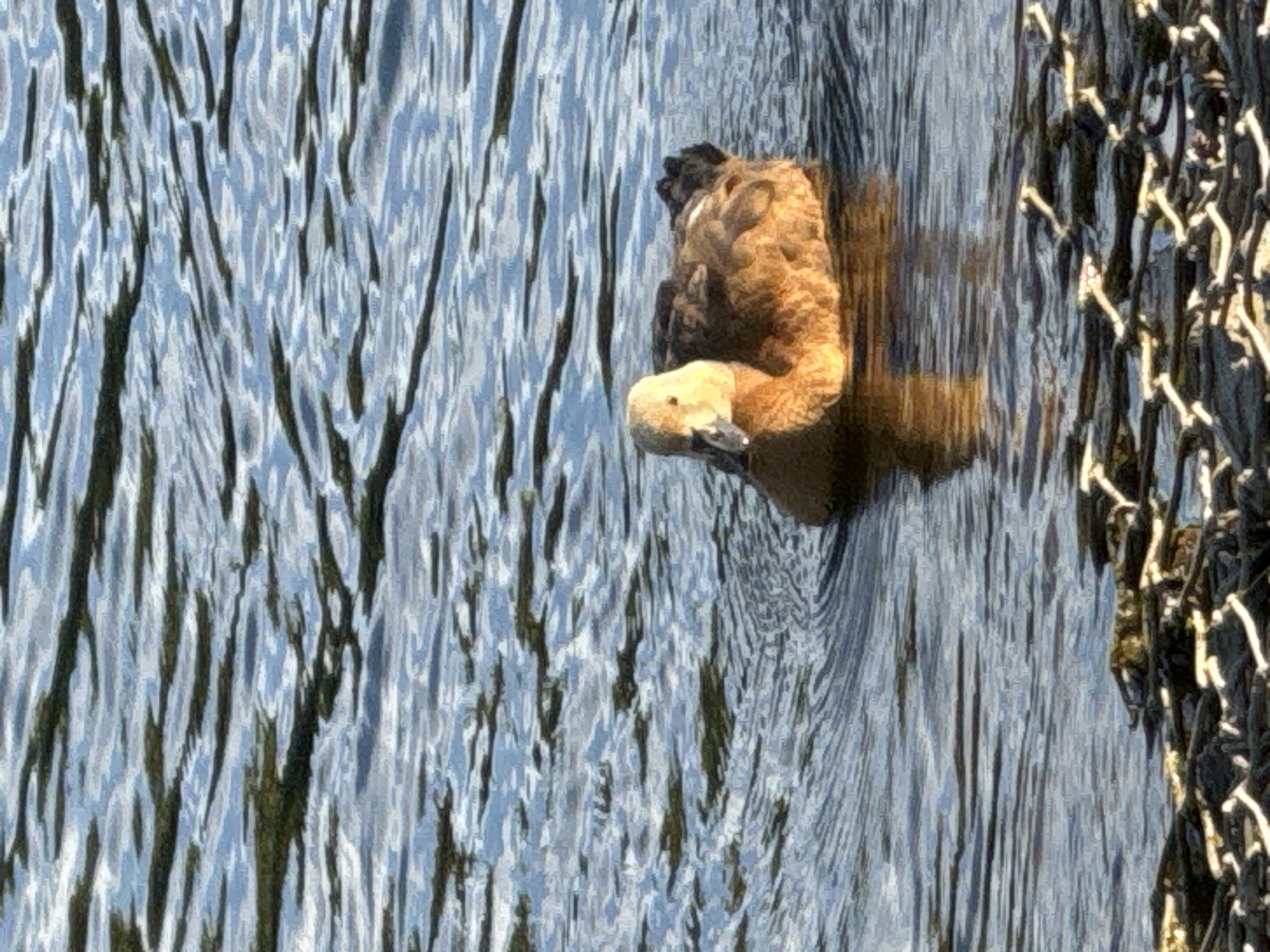 The media file is an image of a duck in the water, partially obscured by a chain-link fence on the right side. The duck, a Ruddy Shelduck, is predominantly light brown with a darker head. It is positioned in the middle right of the frame, with its head turned towards the viewer. The water is a cool blue with dark reflections, creating a rippling effect that dominates the left side of the image. The duck's body is mostly submerged, with its back and part of its head visible above the surface. The chain-link fence, with its metallic structure and mesh pattern, runs along the right edge of the frame, adding a textural contrast to the fluidity of the water. The lighting suggests it is daytime, likely sunny, given the bright highlights on the water and the duck's feathers. The overall scene is peaceful, with the duck appearing calm as it floats on the water. The context provided indicates the location is Zelenograd, Russia. There is no visible text in the image.