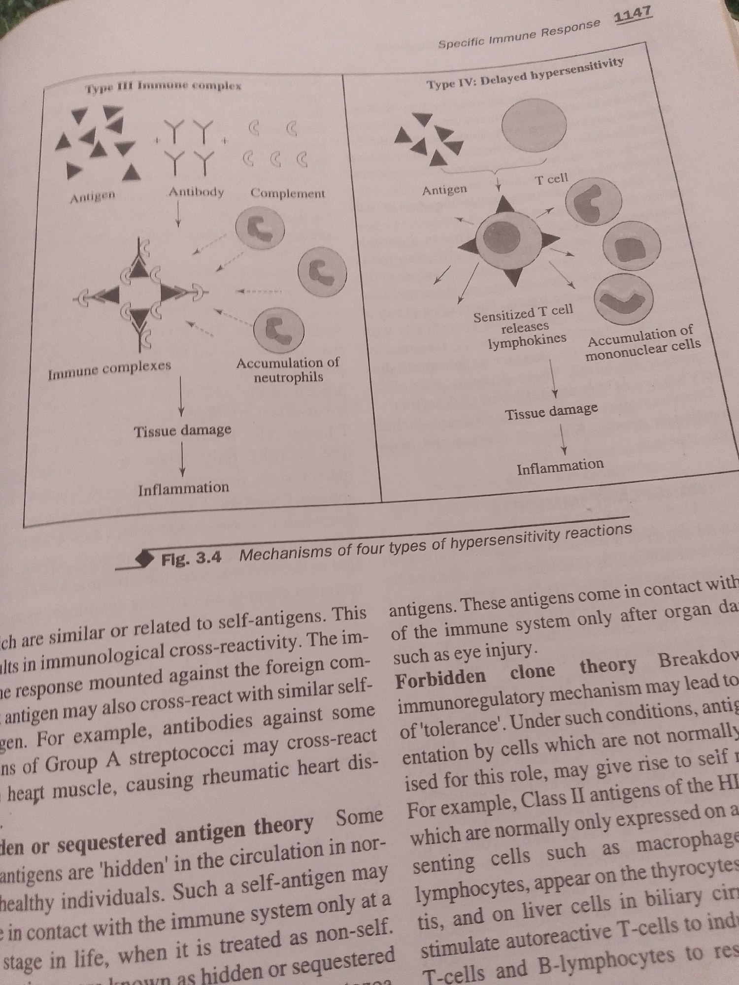 This media file is a photograph of an open book displaying a diagram illustrating two types of immune responses: Type III Immune Complex and Type IV Delayed Hypersensitivity. The diagram includes simplified illustrations of antigens, antibodies, complement, T cells, lymphocytes, and mononuclear cells, along with descriptive text labeling these components and the processes involved, such as "Immune complexes," "Tissue damage," and "Inflammation." The page also contains a section of text below the diagram, which appears to be part of a chapter on immune responses, discussing concepts like "cross-reactivity," "sequestered antigen theory," and "forbidden clone theory." The page number "1147" and the figure title "Fig. 3.4 Mechanisms of four types of hypersensitivity reactions" are also visible. The overall setting is an academic or educational context, likely a textbook or study material. There are no people, objects, or specific location cues beyond the book itself. The image is a static representation of scientific information, with no discernible activity or event taking place.