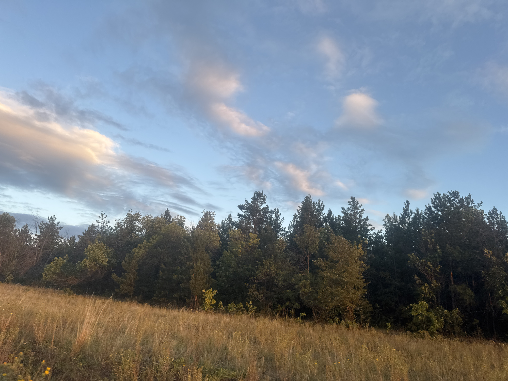 The image captures a sunlit meadow in Vasil'evka, Russia, bordering a dense forest. The foreground is dominated by dry, golden grass, interspersed with small yellow wildflowers. The middle ground features a thick line of various evergreen trees, forming a dark green barrier against the sky. Above the trees, a pale blue sky is visible, adorned with scattered, wispy clouds illuminated by soft, warm sunlight, suggesting it is either early morning or late afternoon. The overall scene depicts a natural, rural landscape.