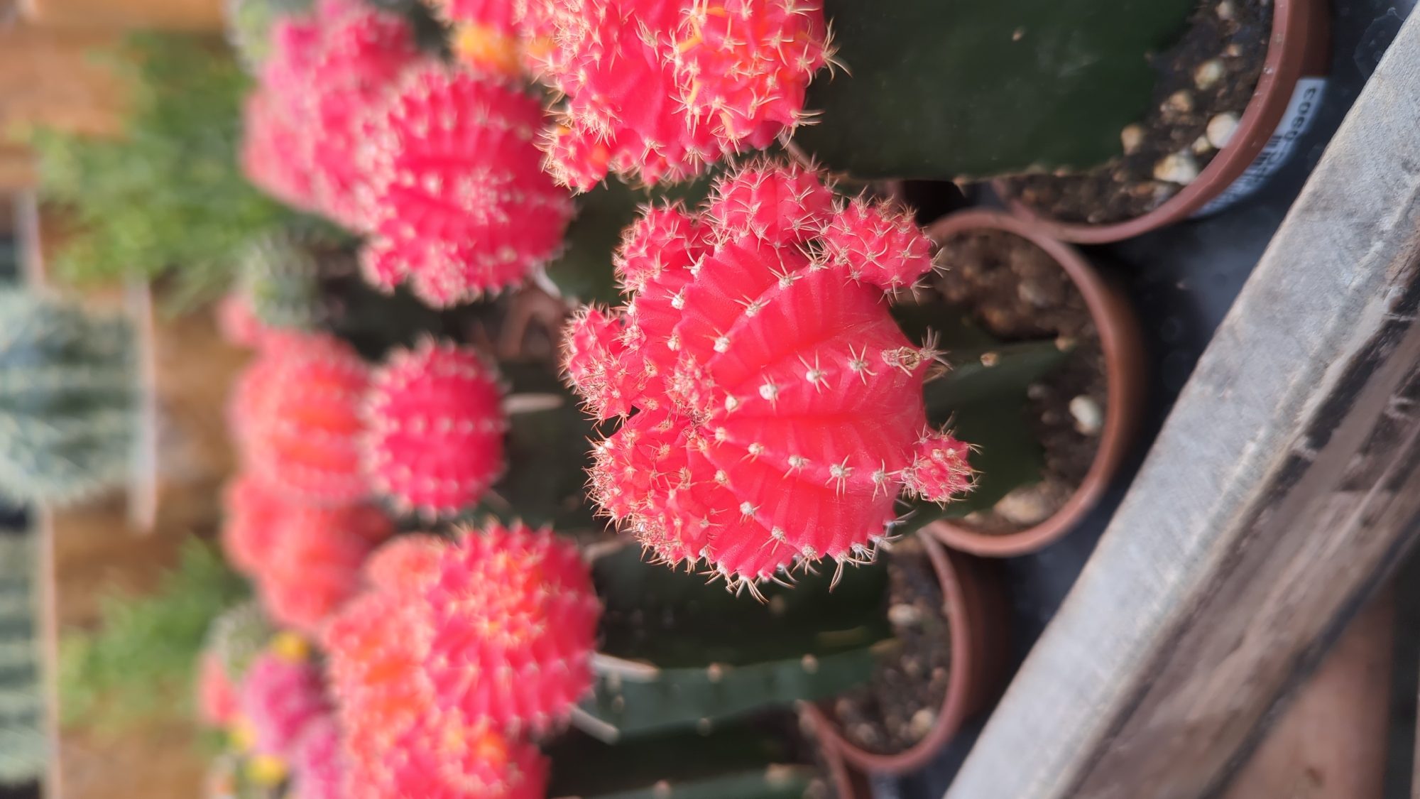 The image shows a close-up view of several potted ruby ball cacti, a variety of cactus characterized by its bright pink or red grafted top. These cacti are arranged in small terracotta pots. The cacti are the primary subjects, with their segmented, bright pink bodies covered in small white spines. In the foreground, a wooden plank runs diagonally across the frame. The background is blurred, showing more cacti and greenery, suggesting a greenhouse or nursery setting. The lighting appears to be natural, casting soft shadows. The image does not contain any people or specific identifiable landmarks that would allow for pinpointing a location within Laval, Canada.