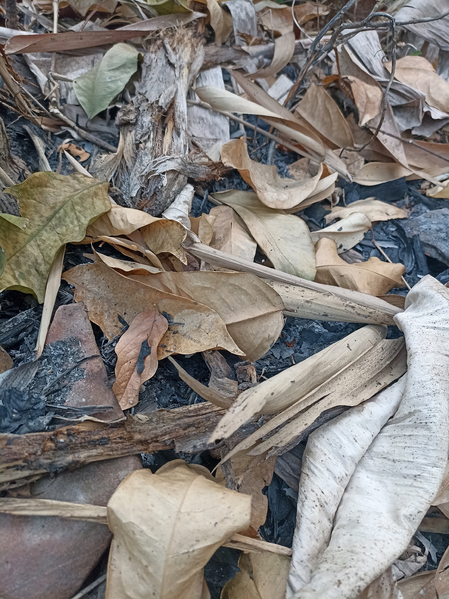 The image depicts a close-up view of dry, fallen leaves and debris on the ground. The leaves are various shades of brown and tan, with some appearing brittle and crumpled. Interspersed among the leaves are fragments of what appears to be burnt material, including ash and charcoal, suggesting a recent fire or burning activity. There are also pieces of wood and what looks like a broken clay pot shard. The overall impression is of a natural or semi-natural environment that has undergone some form of disruption. There is no indication of people or any specific location within Widoro, Indonesia, beyond what can be inferred from the general appearance of the debris. The scene is static and shows no action or interaction.