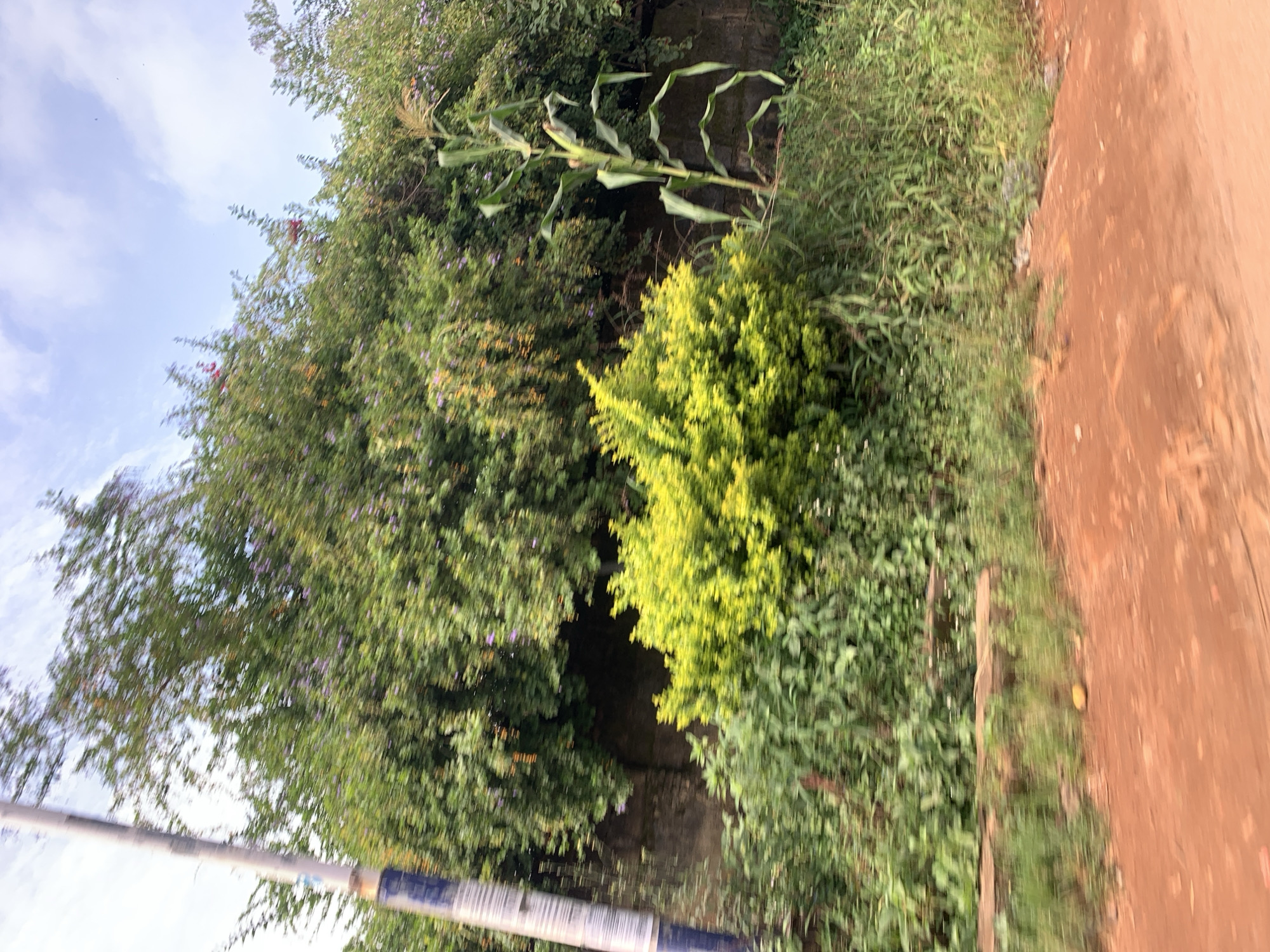 The image depicts a roadside scene with lush green vegetation. A tall, thin pole with blue and white bands is visible on the left side. Behind the vegetation, a low stone wall is present. Several types of plants are in bloom, including a vibrant yellow bush in the mid-ground and a stalk of corn to the right. The ground in the foreground is a reddish-brown, indicating a dirt road. The sky is partly cloudy. The scene is located in Gura Top, Nigeria.
