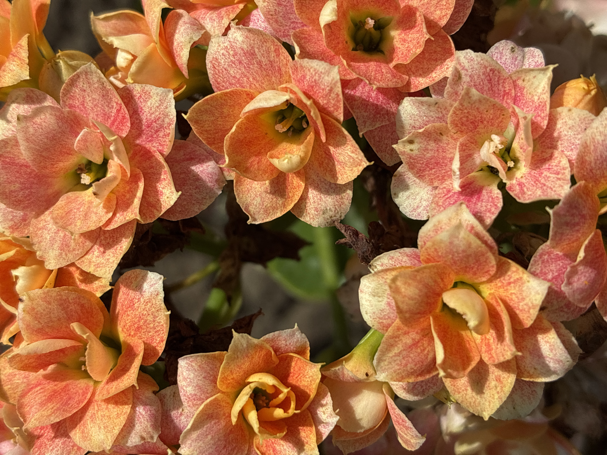 This is a close-up, overhead shot of several blooming Kalanchoe flowers. The flowers are a vibrant mix of peach and pink, with speckles of deeper red. They have multiple layers of petals that create a layered, almost ruffled appearance. The centers of the flowers are a lighter yellow-green, with visible stamens. Some of the petals are creased and slightly curled, showing their delicate texture. The background is dark and out of focus, with hints of green foliage and dark brown earth or bark. The lighting suggests it is daytime, possibly morning or late afternoon, given the soft yet direct illumination that creates subtle shadows on the petals. There is no visible text in the image. The scene evokes a sense of natural beauty and the simple elegance of flowers in bloom.