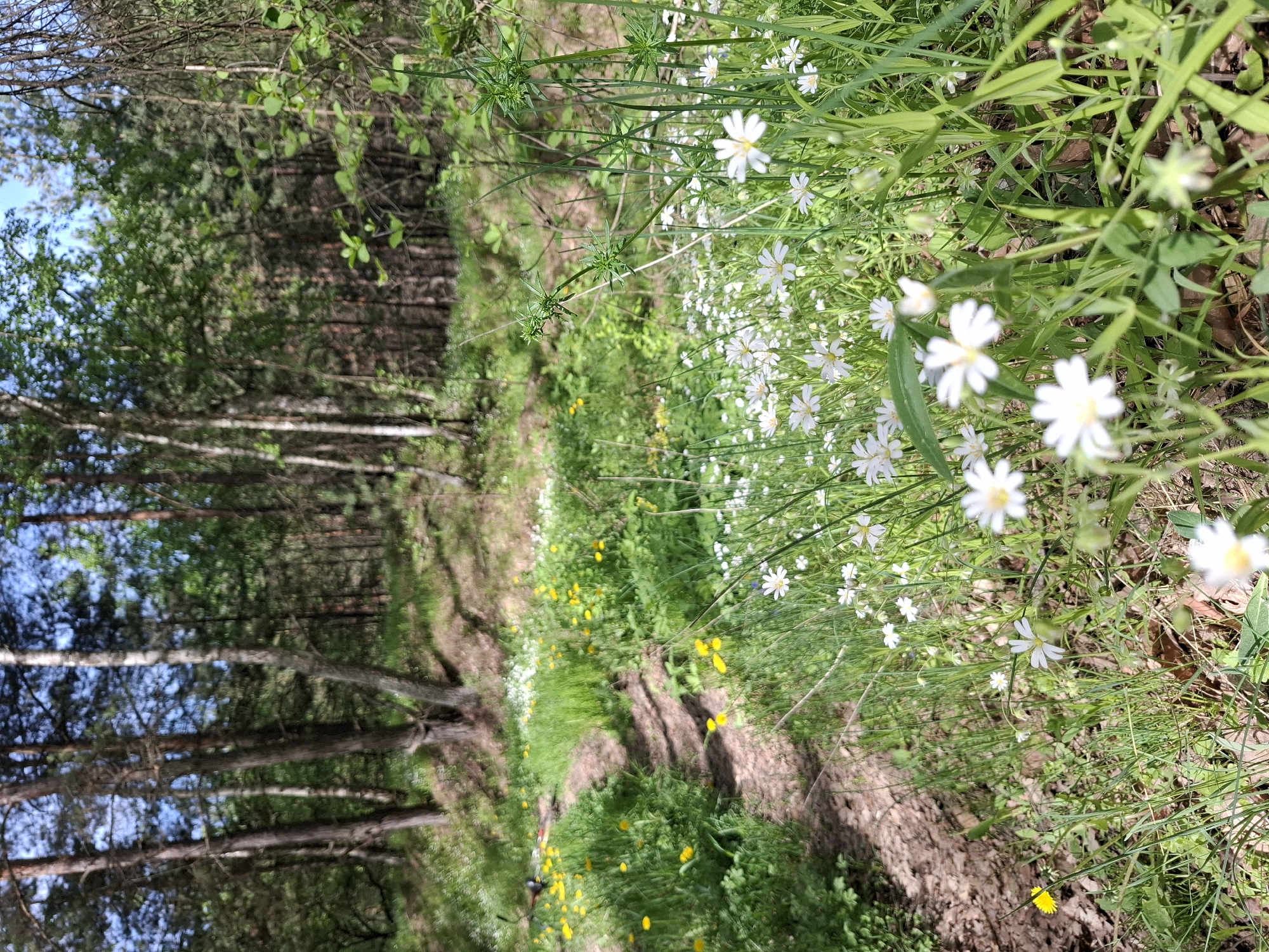 A slightly tilted, medium-shot, natural light photograph depicts a narrow dirt path winding through a wooded area near Khlevnoye, Russia. The path is lined with green grass, white and yellow wildflowers, and scattered vegetation. The ground on either side of the path is a mix of soil and plant life. To the left of the path is a dense forest of tall, slender trees with light bark, their tops forming a canopy that obscures much of the sky. Sunlight filters through the trees, creating dappled shadows on the path and surrounding vegetation. The overall impression is one of a natural, undisturbed woodland environment. No people or signs of recent human activity (beyond the path itself) are visible.