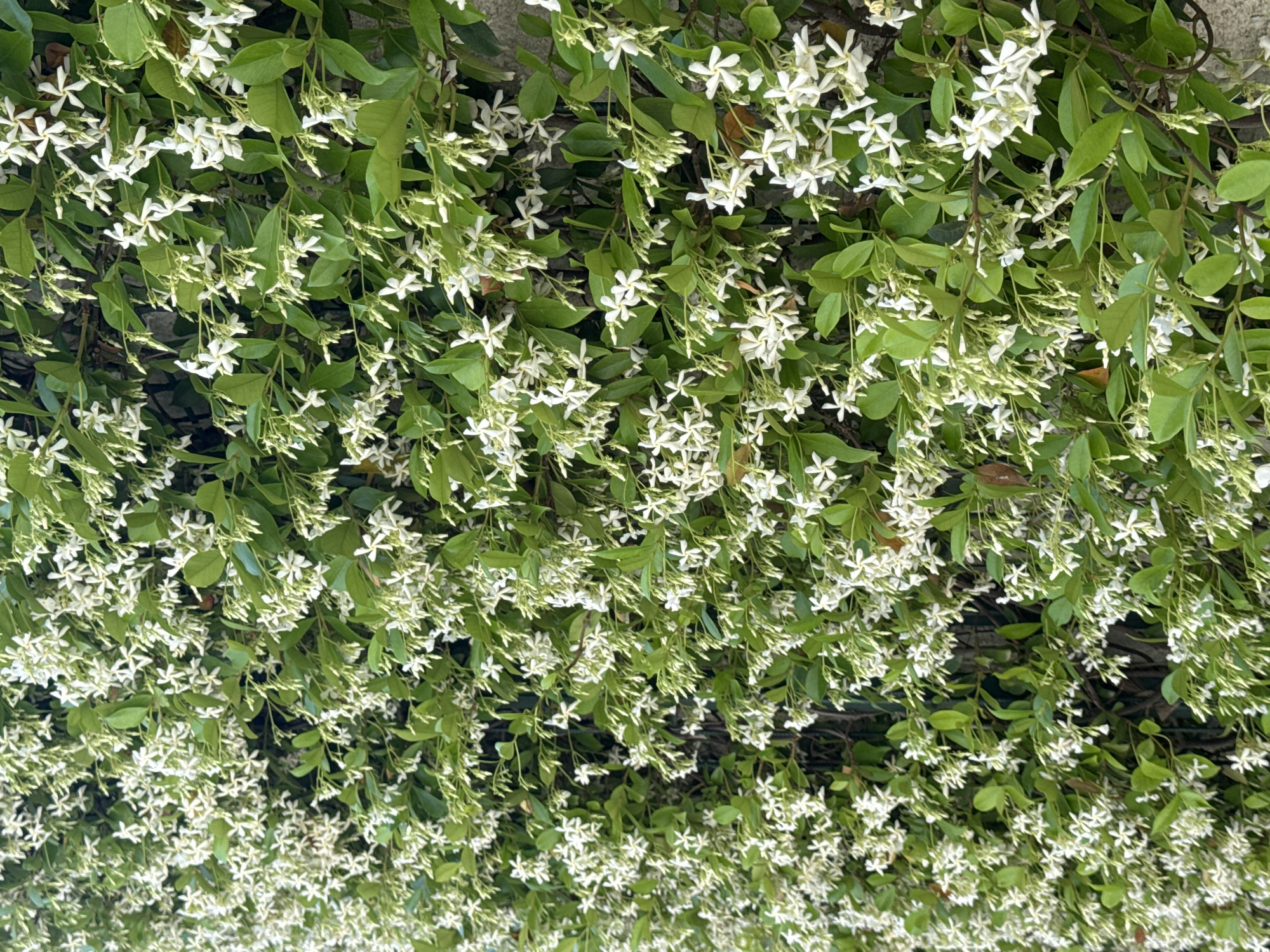 The image shows a dense covering of star jasmine vines growing on a wall or trellis in an urban environment. The leaves are green, and the white flowers create a visually pleasing texture. The vines appear to be well-established and thriving. The specific location within the city of Unknown, Unknown cannot be determined based solely on the image.