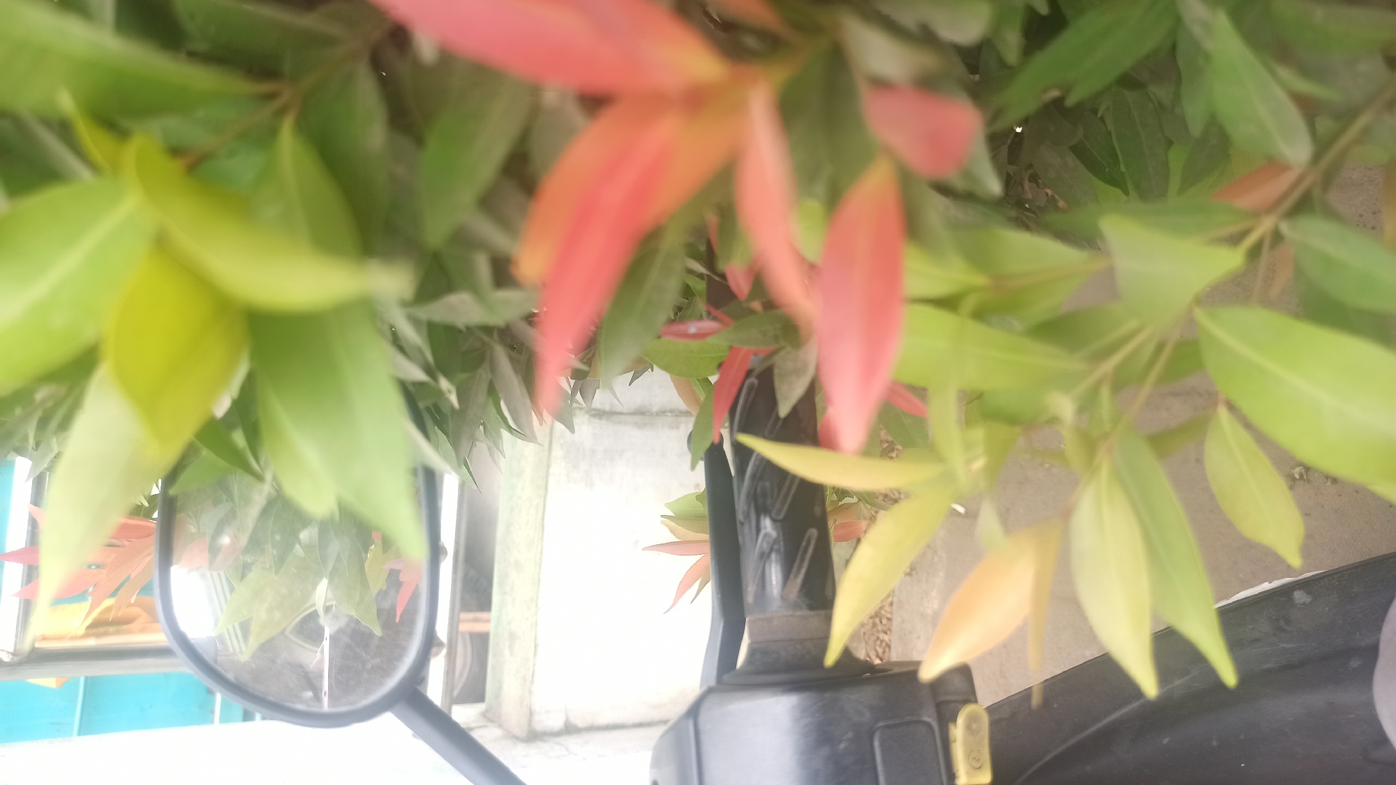 A slightly blurred, vertical, close-up outdoor shot shows a motorcycle's black handlebar and side mirror, positioned to the left of the frame. The mirror reflects a bit of the surrounding foliage and a structure behind. Dominating the right side of the image are lush green leaves, with some new growth exhibiting vibrant red and yellow hues. The background appears to be a light-colored wall with some indistinct structures. The scene suggests an urban setting in Tuba, Indonesia, likely a residential or roadside area where a motorcycle might be parked near ornamental plants.