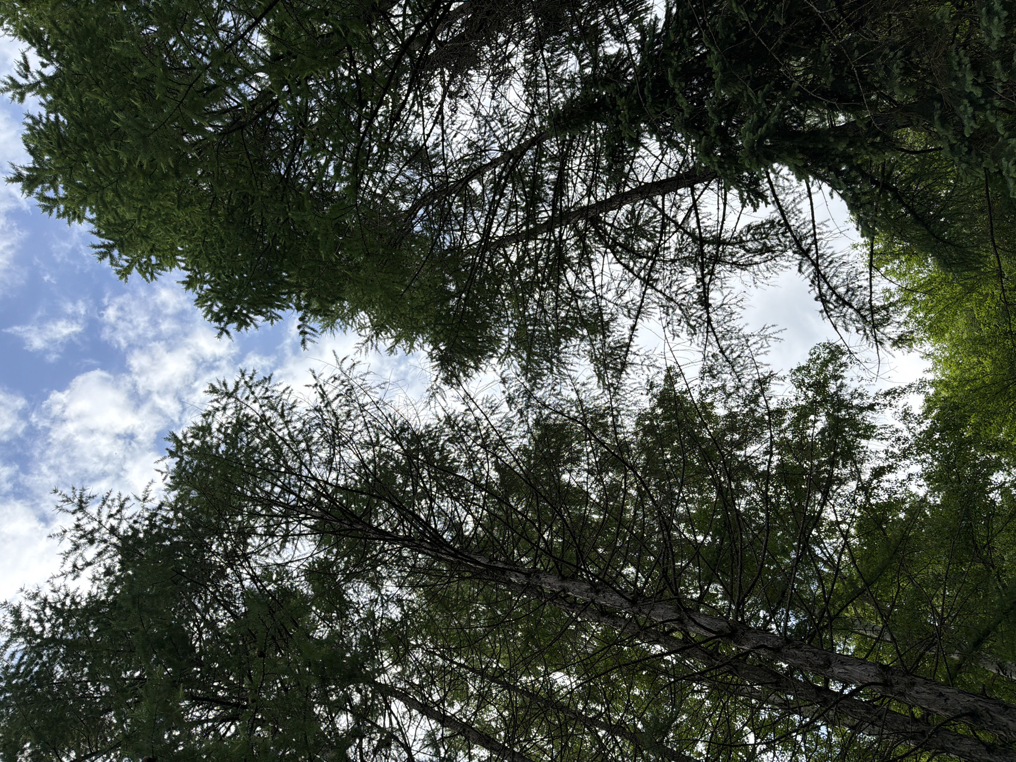 The image depicts a view looking upwards through the canopy of coniferous trees, with branches and green foliage framing patches of a partly cloudy sky. The location, Izhevsk, Russia, is not verifiable from the image. The primary subjects are trees. There are no discernible people, objects, actions, or interactions in the image. The environment is characterized by the tree canopy and the presence of a partly cloudy sky visible between the branches.